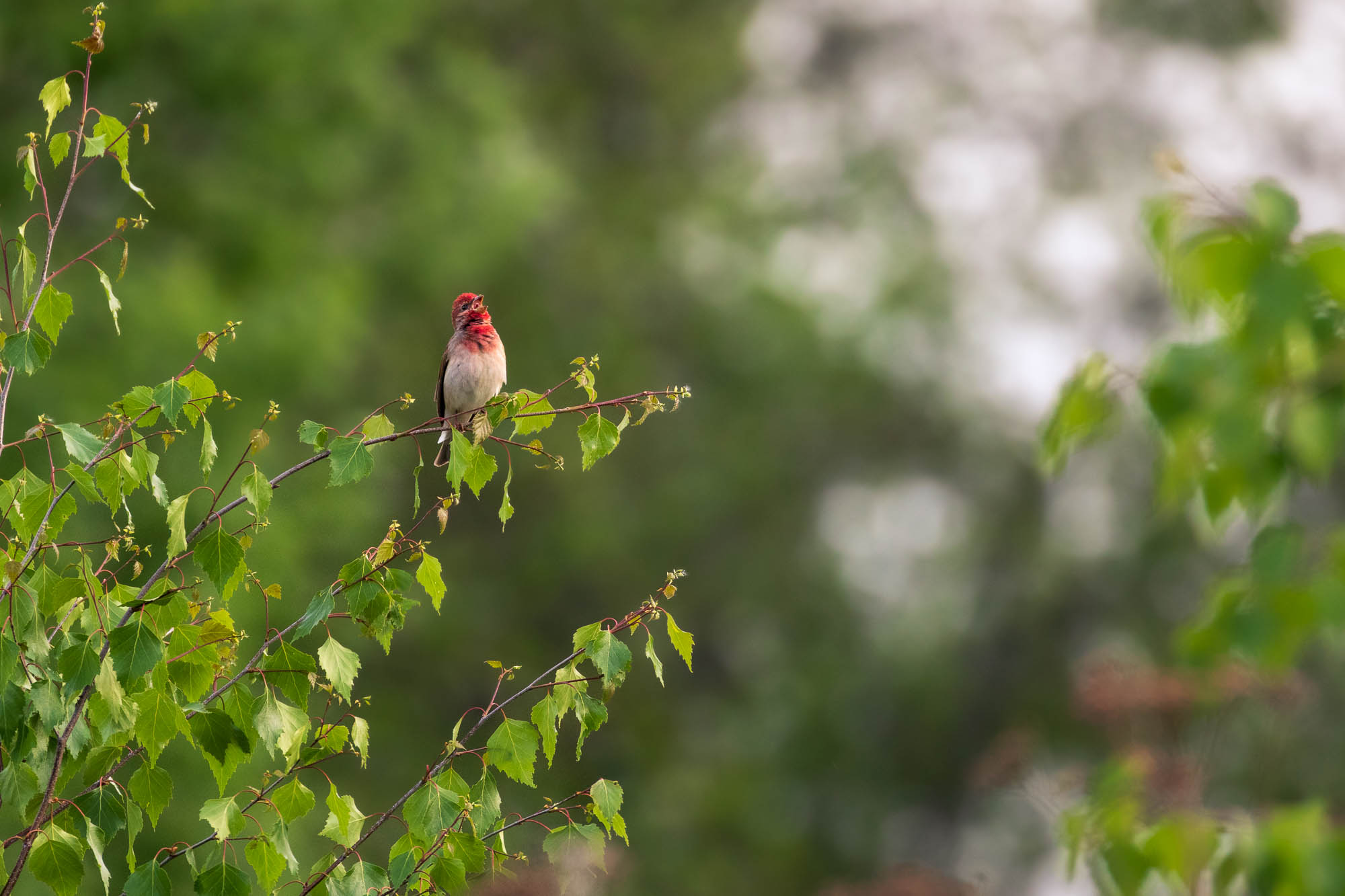 Common Rosefinch (punavarpunen)