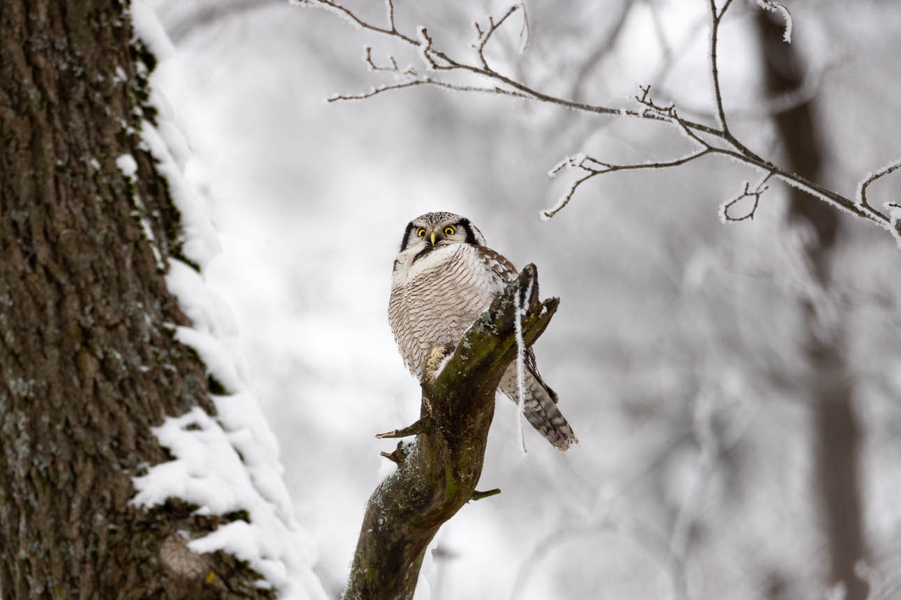 Northern Hawk-owl (hiiripöllö)