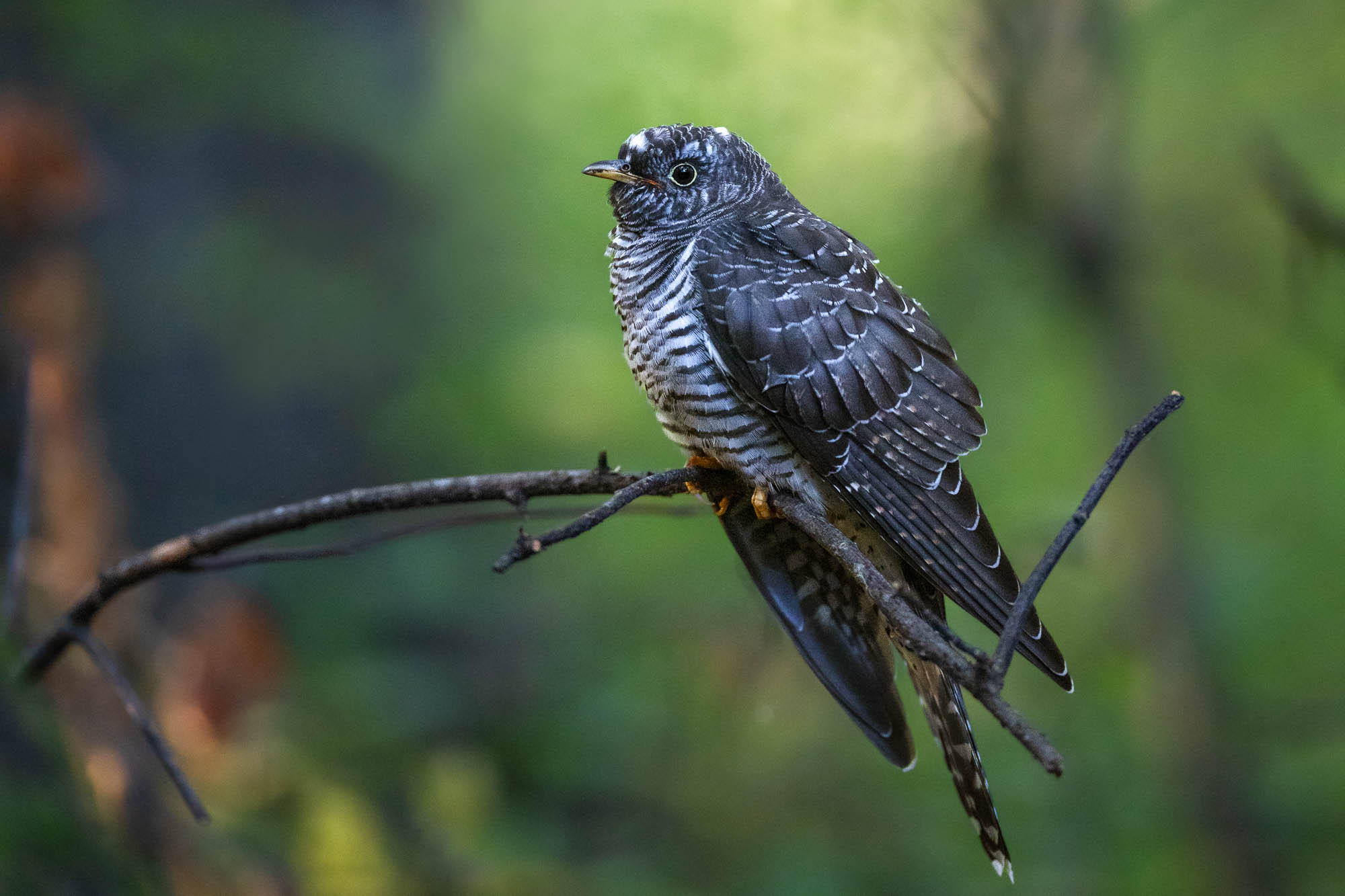 Common Cuckoo (käki)