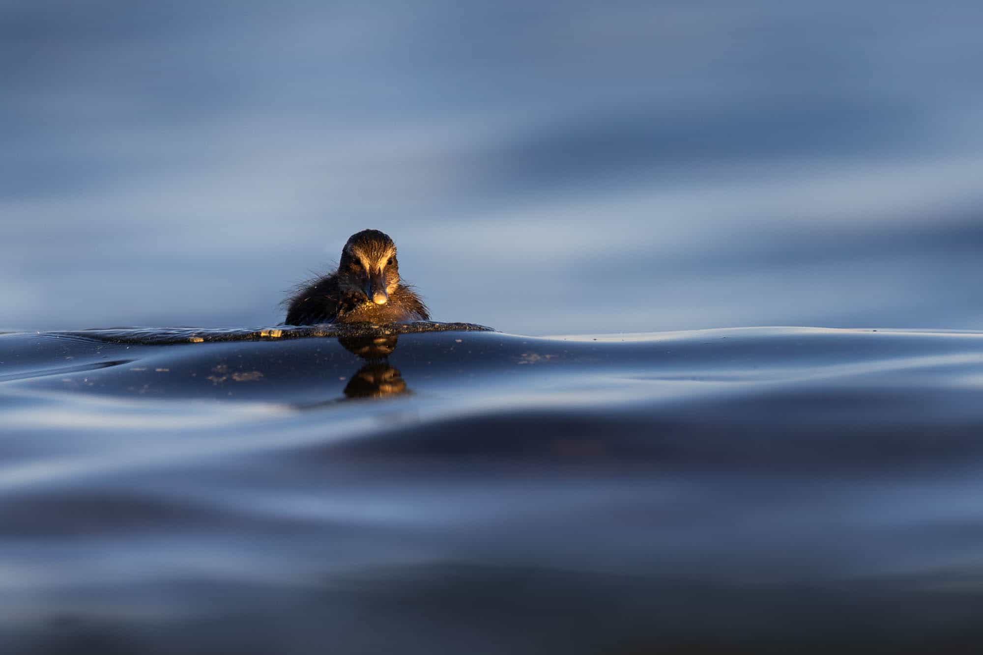 Common Eider (haahka)