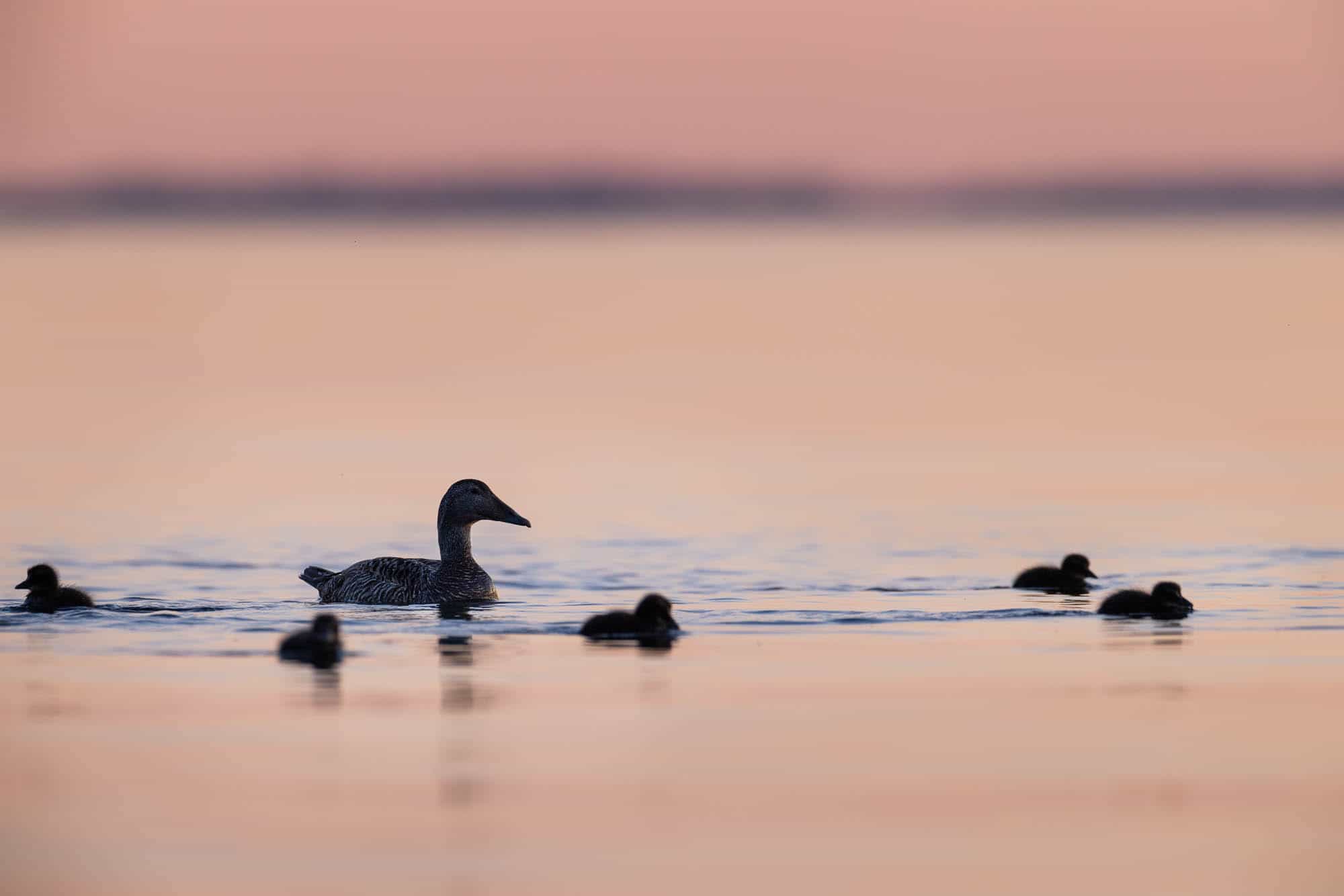 Common Eider (haahka)