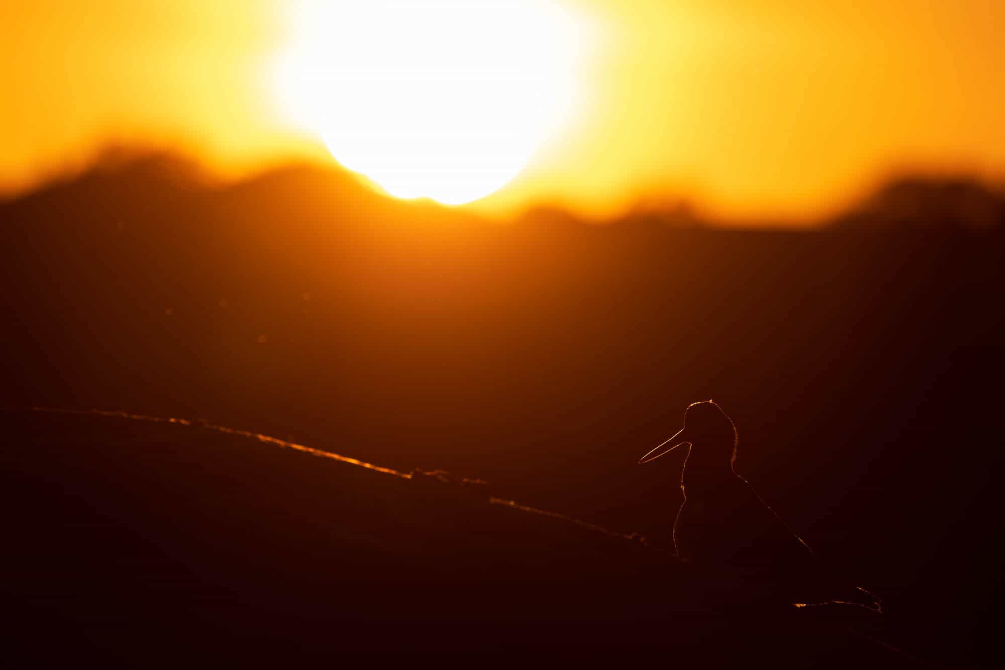 Eurasian Oystercatcher (meriharakka)
