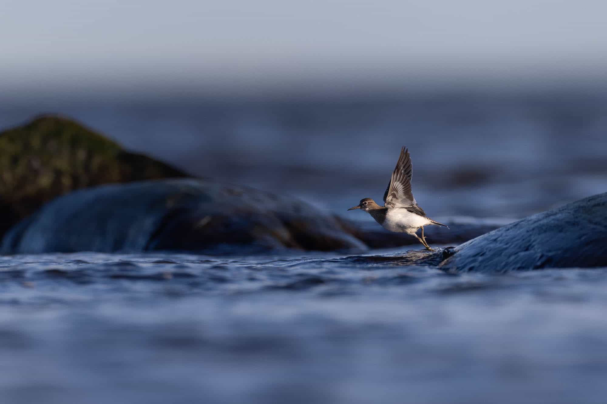 Common Sandpiper (rantasipi)