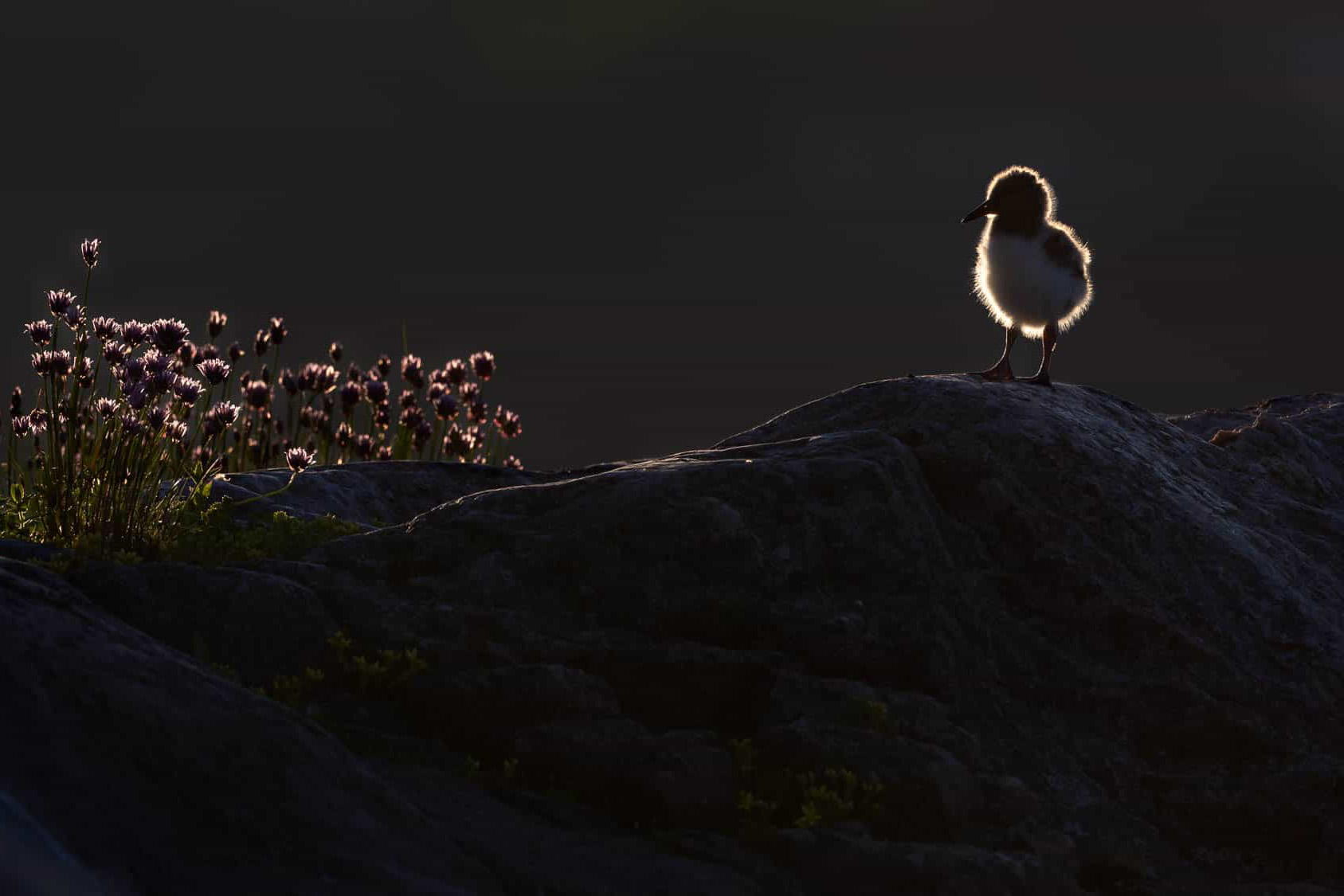 Eurasian Oystercatcher (meriharakka)