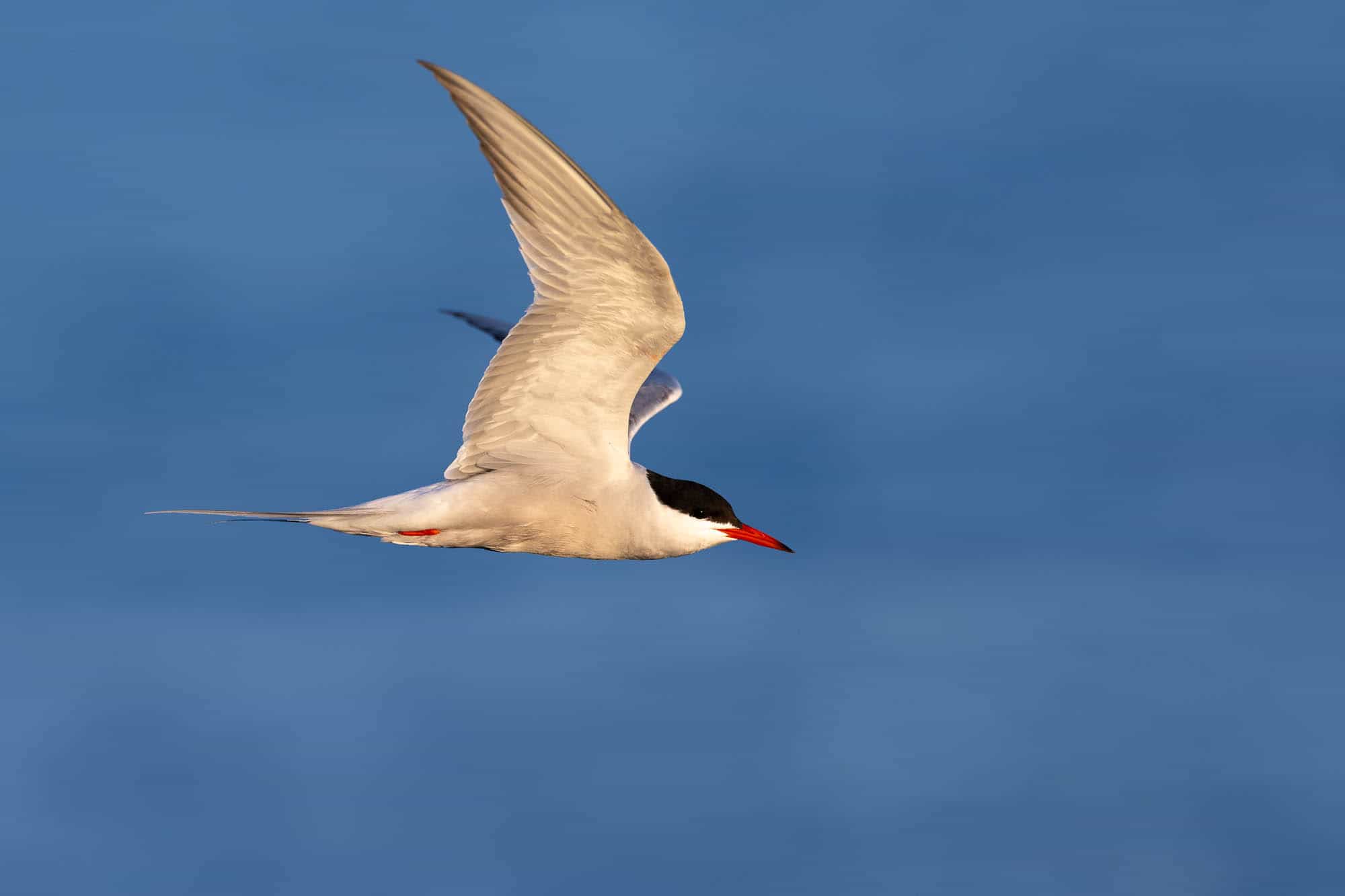 Common tern (kalatiira)
