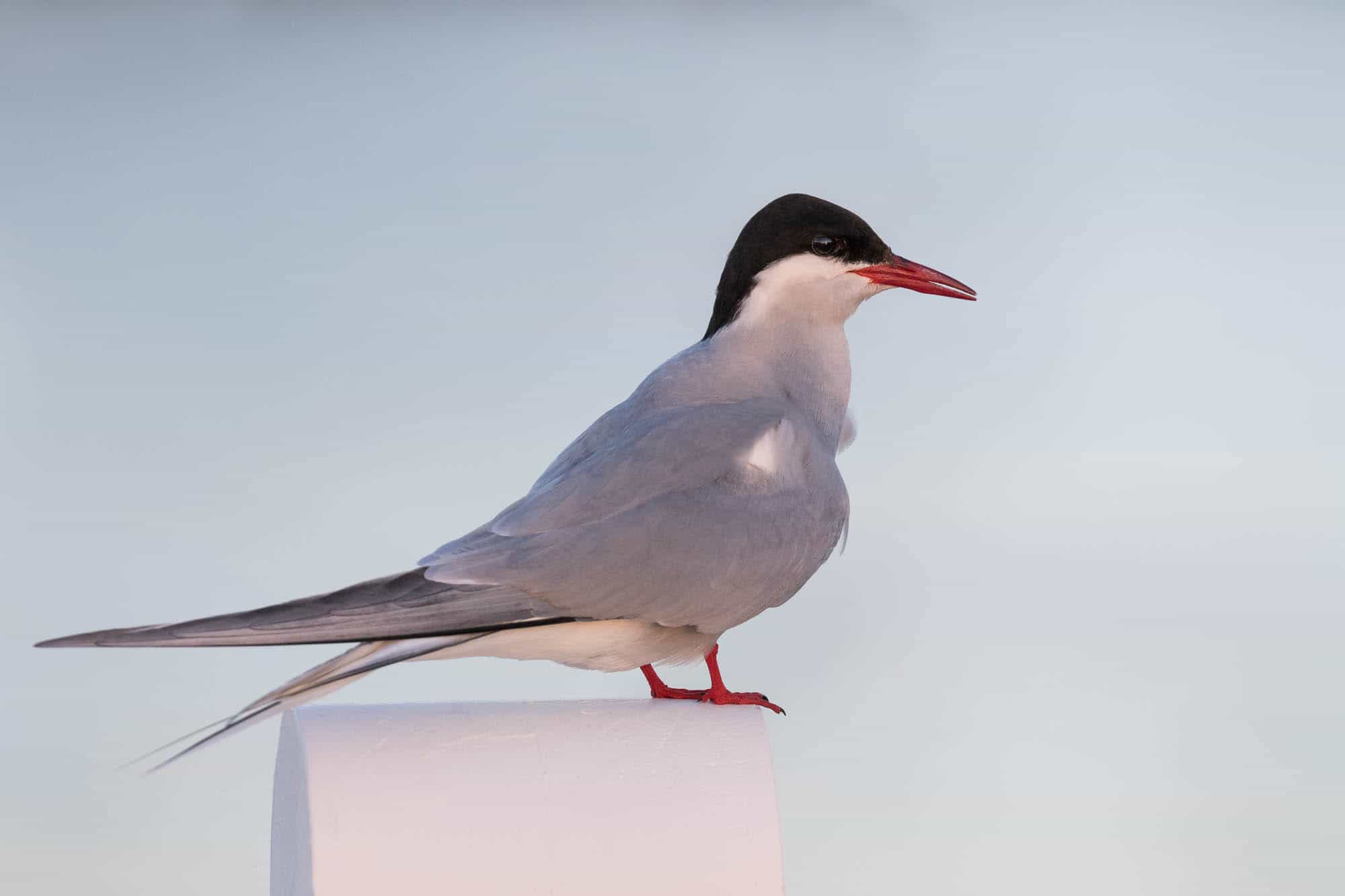Arctic Tern (lapintiira)