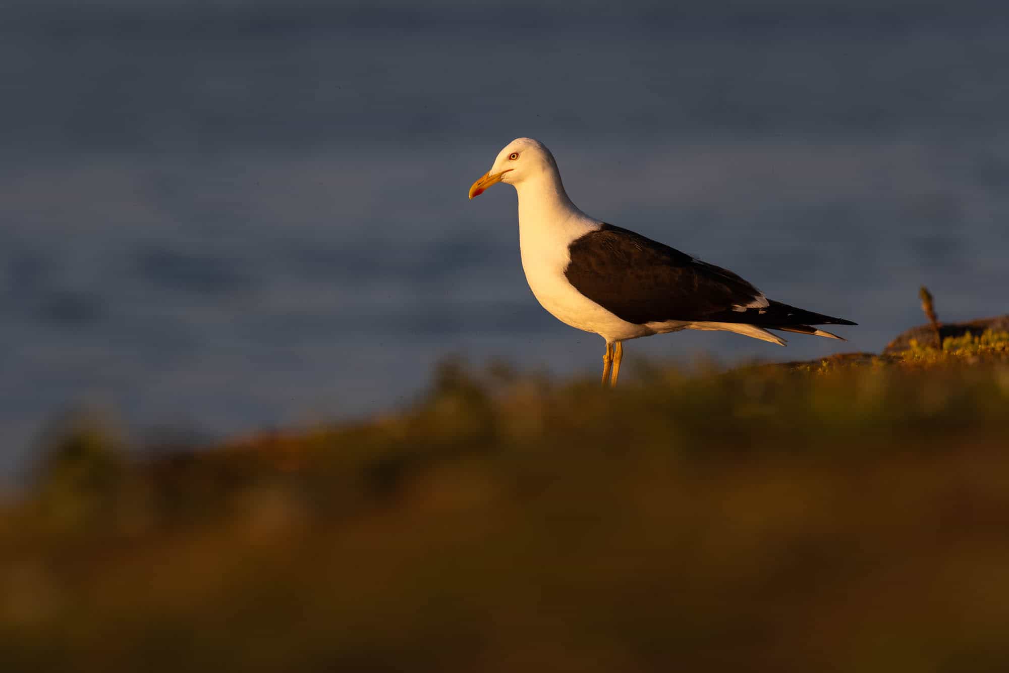 Lesser Black-backed Gull (selkälokki)