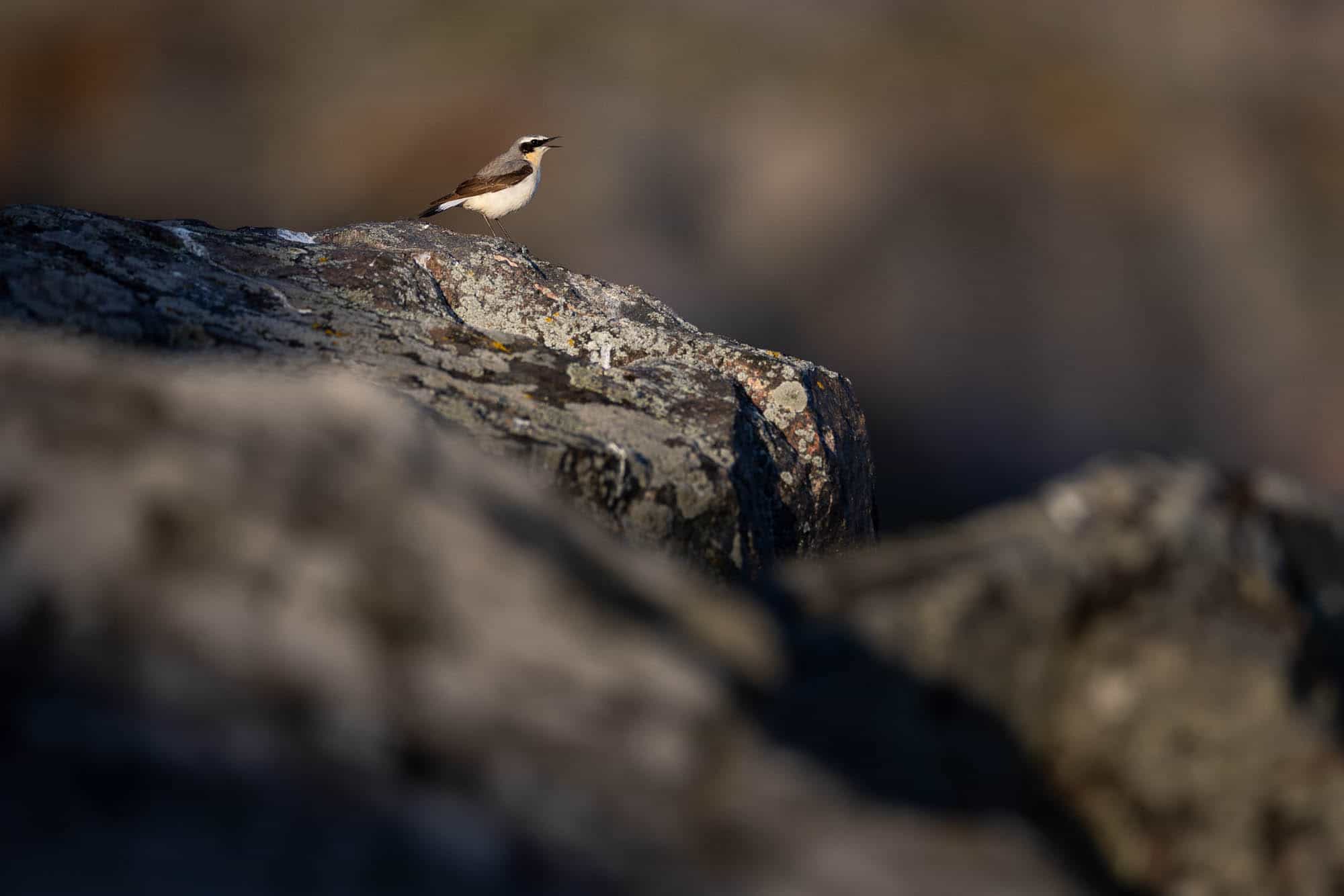 Northern Wheatear (kivitasku)