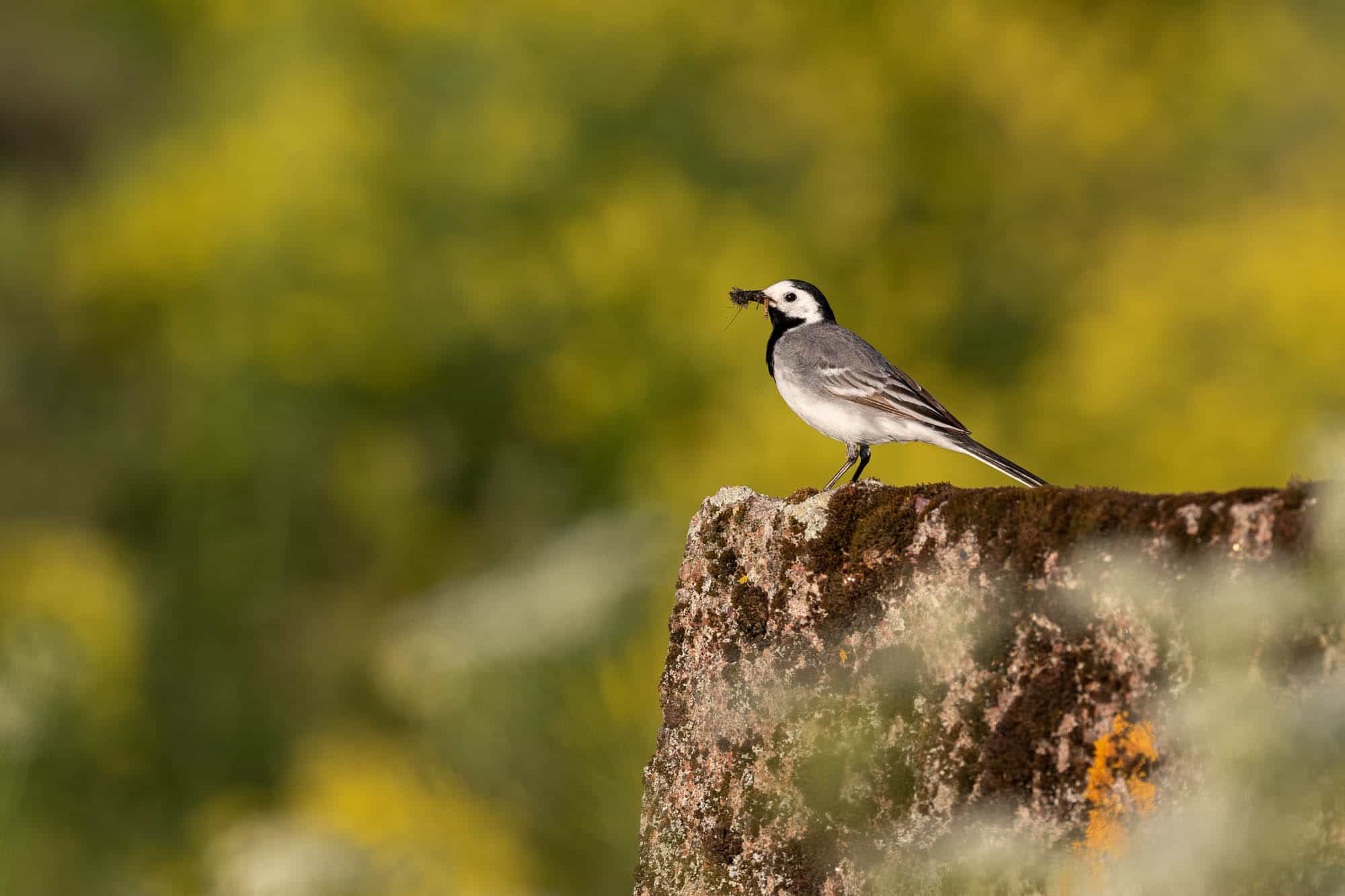 White Wagtail (västäräkki)