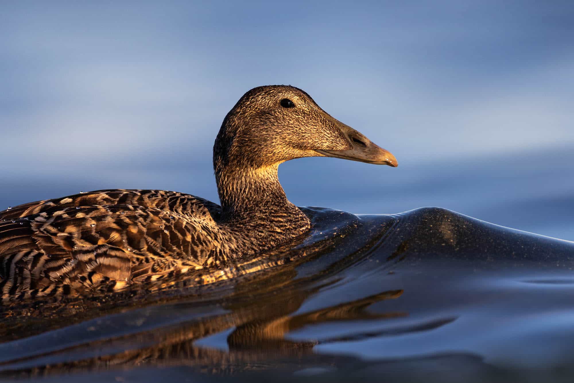 Common Eider (haahka)