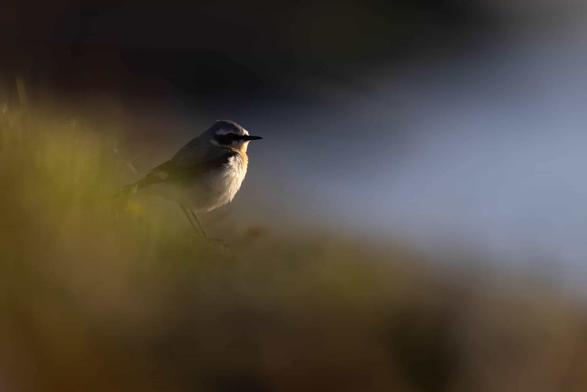 Northern Wheatear (kivitasku)