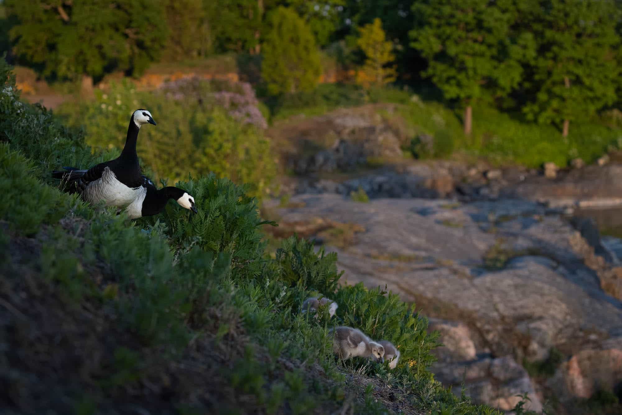 Barnacle Goose along the coast
