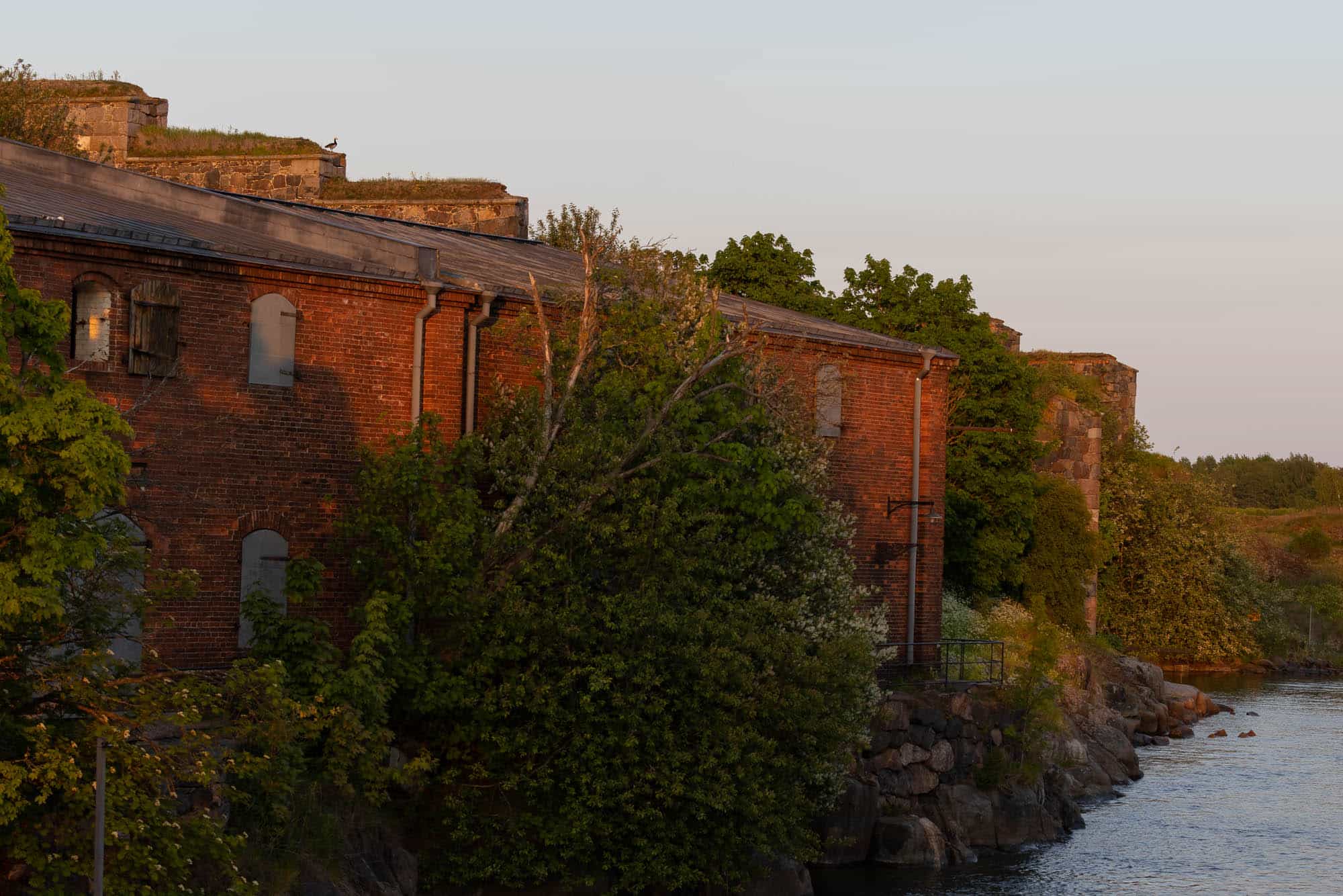 Barnacle Goose in Suomenlinna