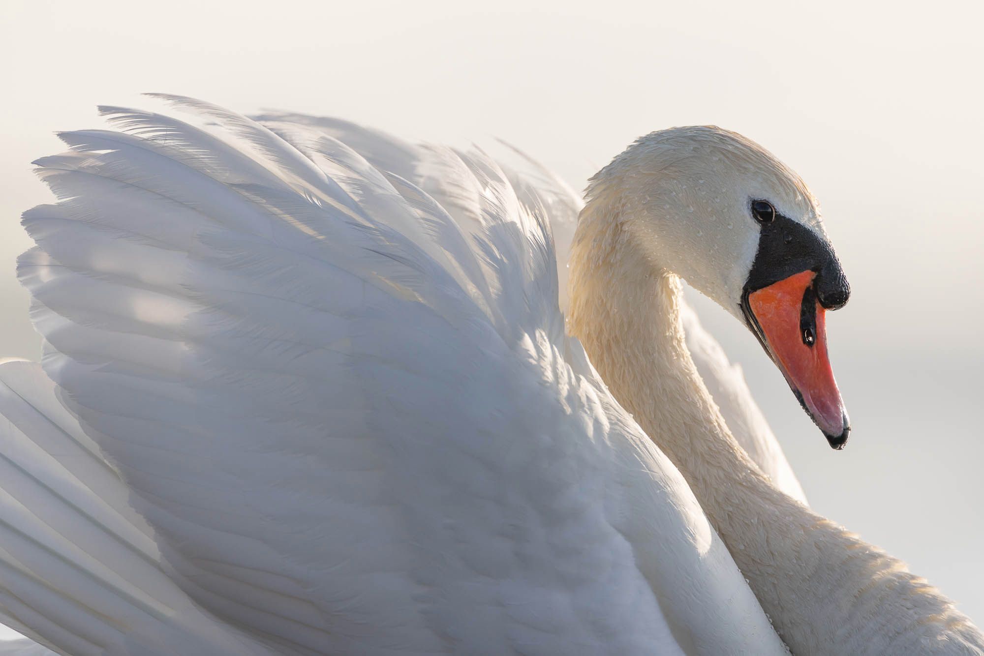 Mute Swan (kyhmyjoutsen)