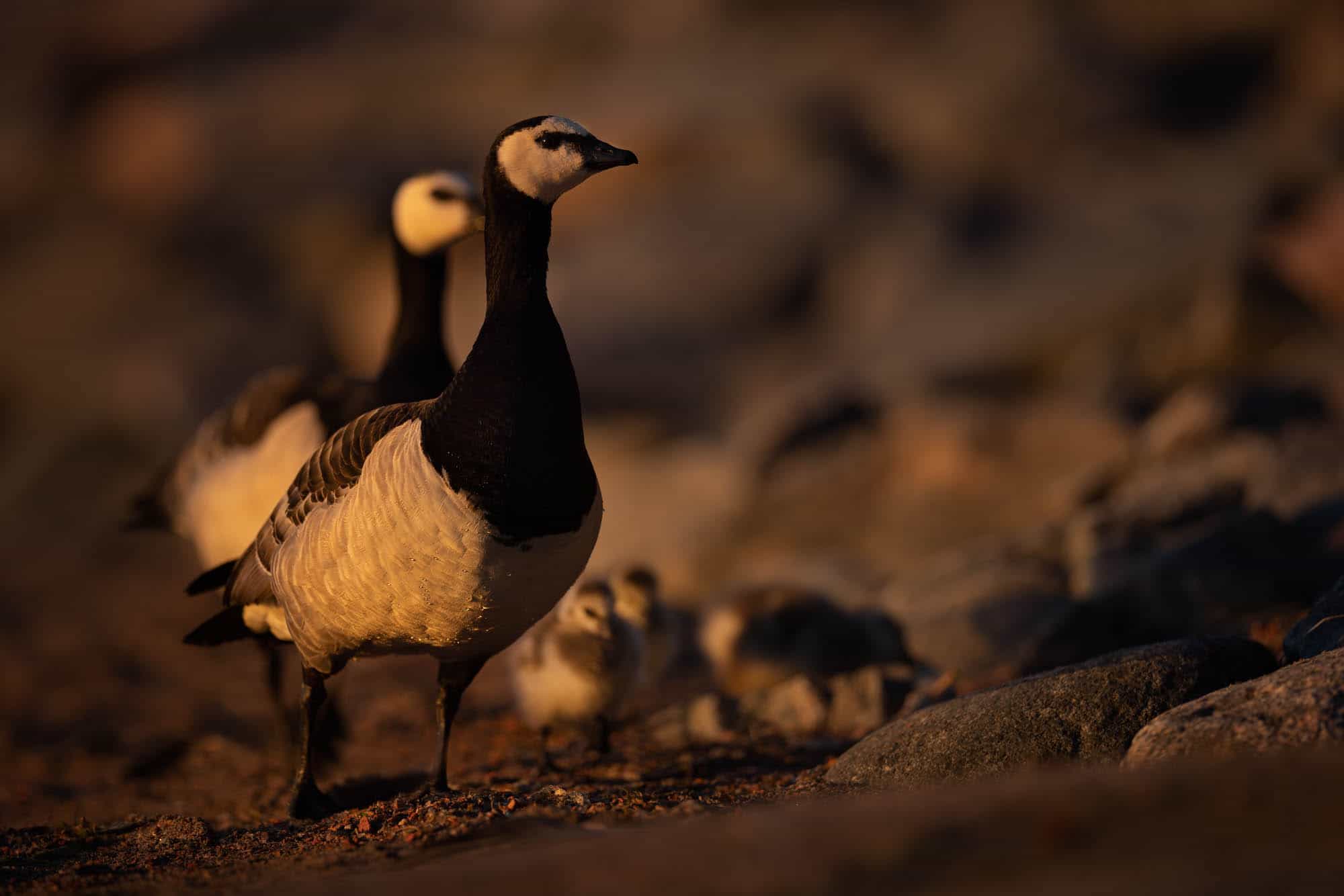Barnacle Goose (valkoposkihanhi)