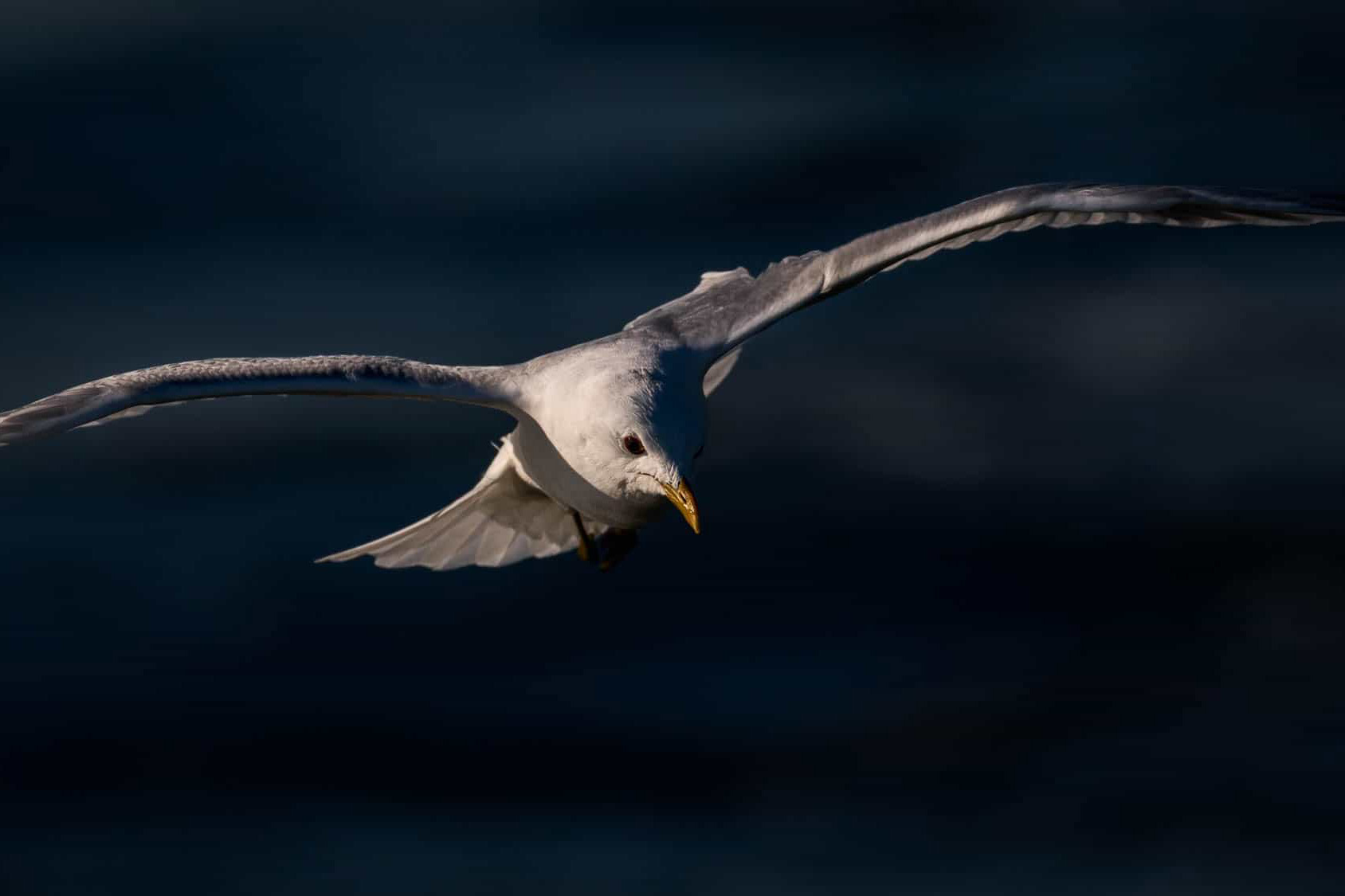 Common Gull (kalalokki)