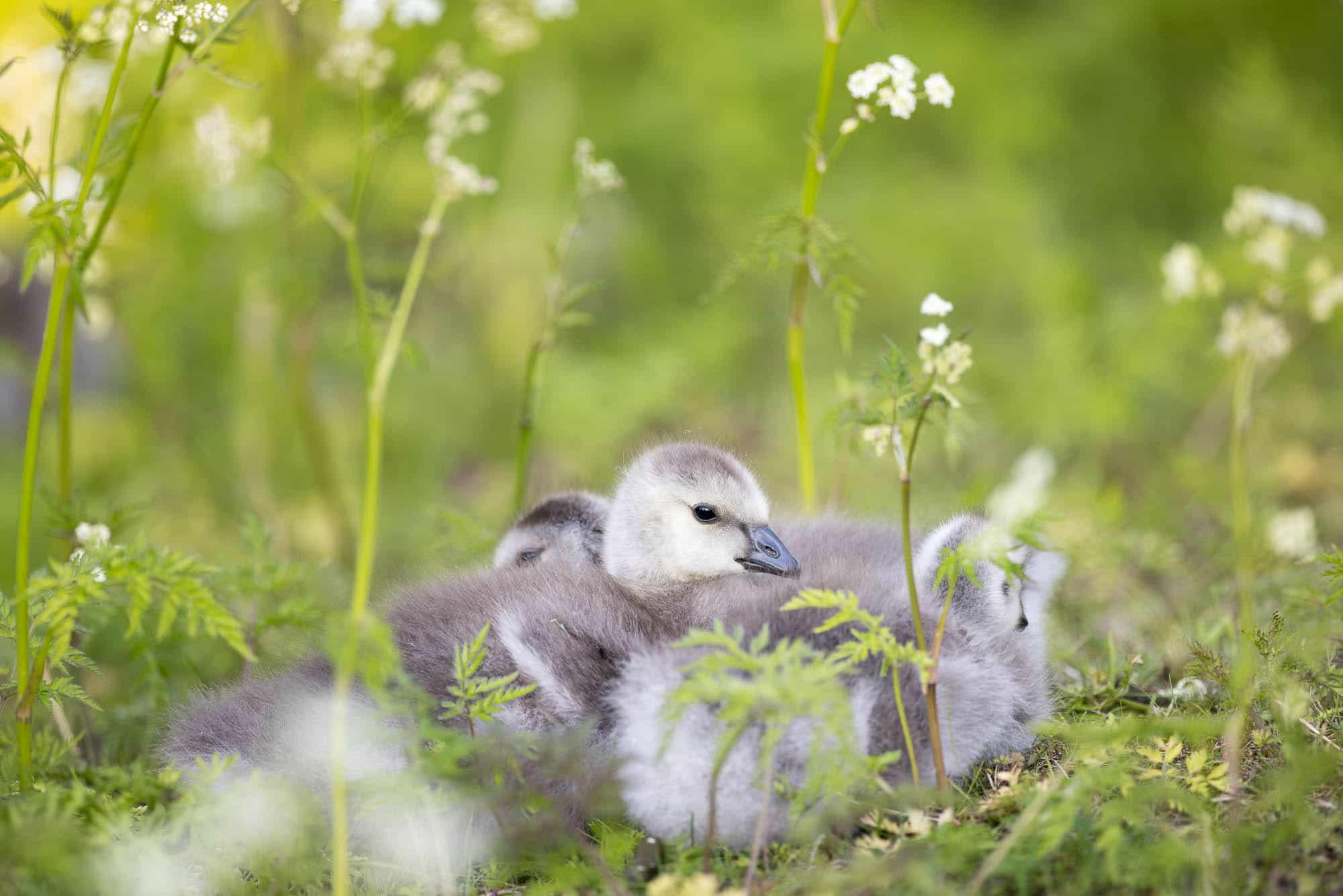 Barnacle Goose (valkoposkihanhi)
