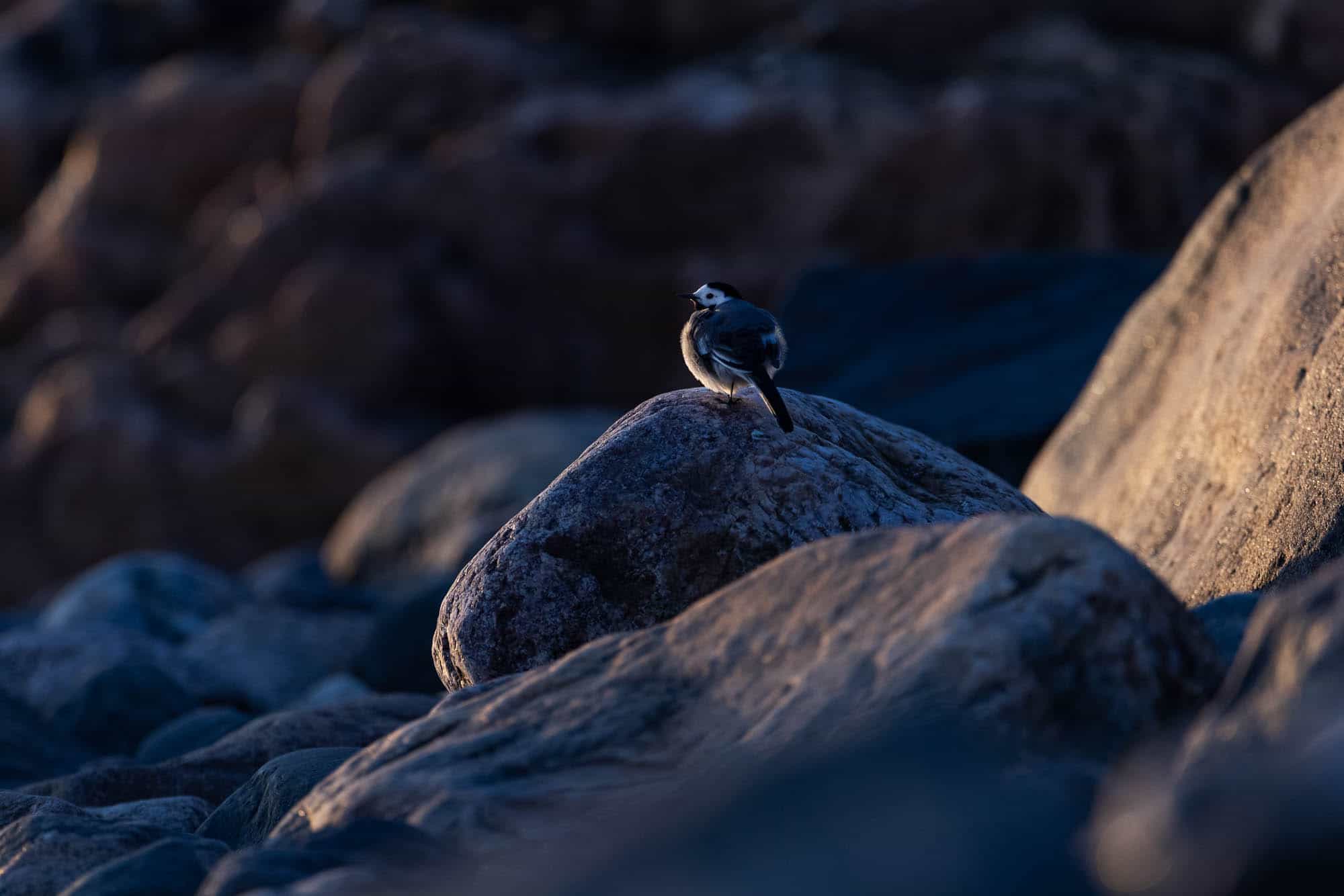 White Wagtail (västäräkki)