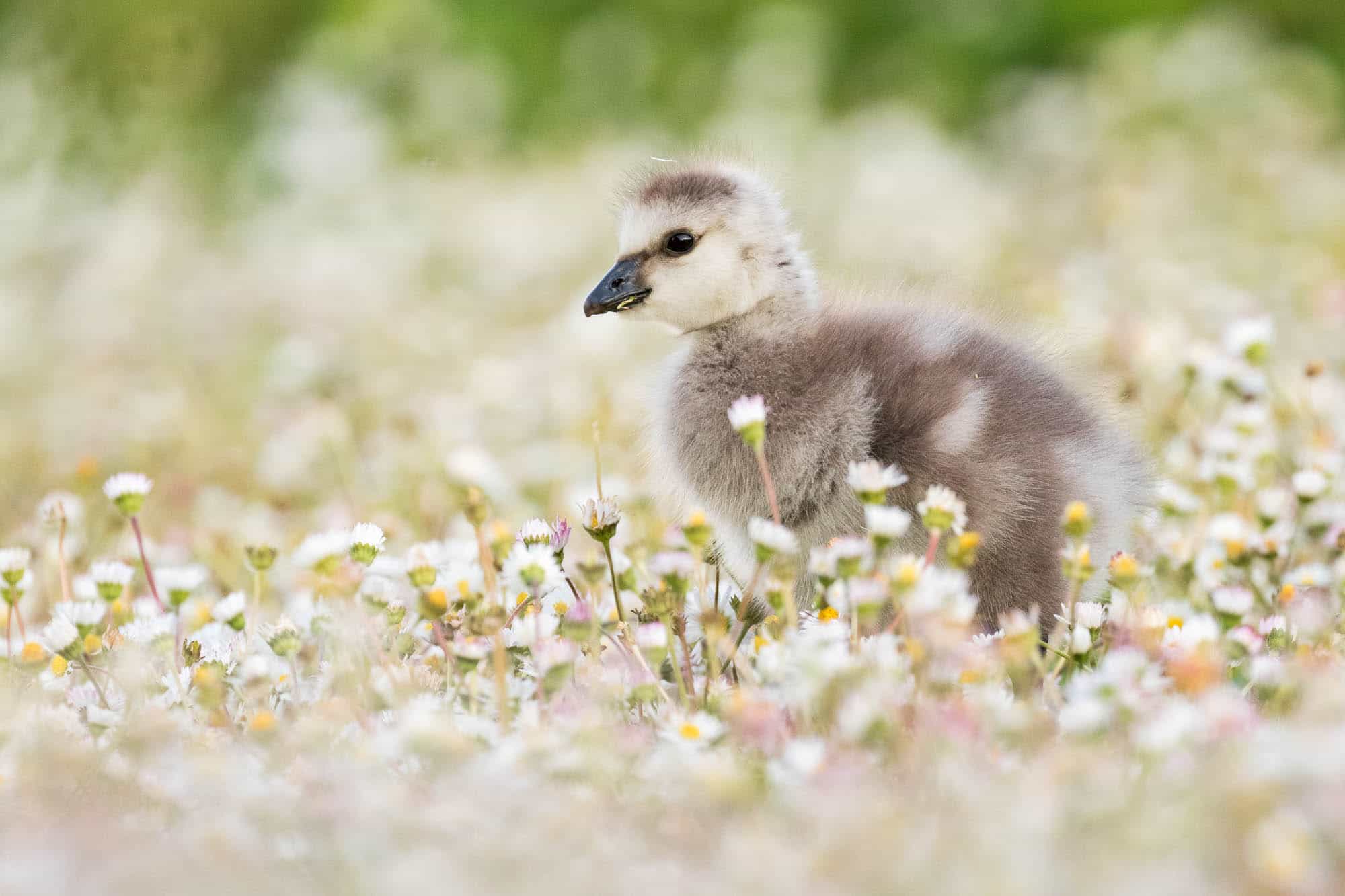 Barnacle Goose (valkoposkihanhi)