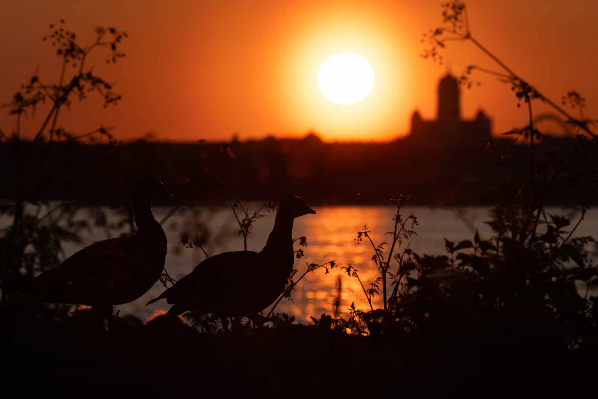 Barnacle Goose (valkoposkihanhi)