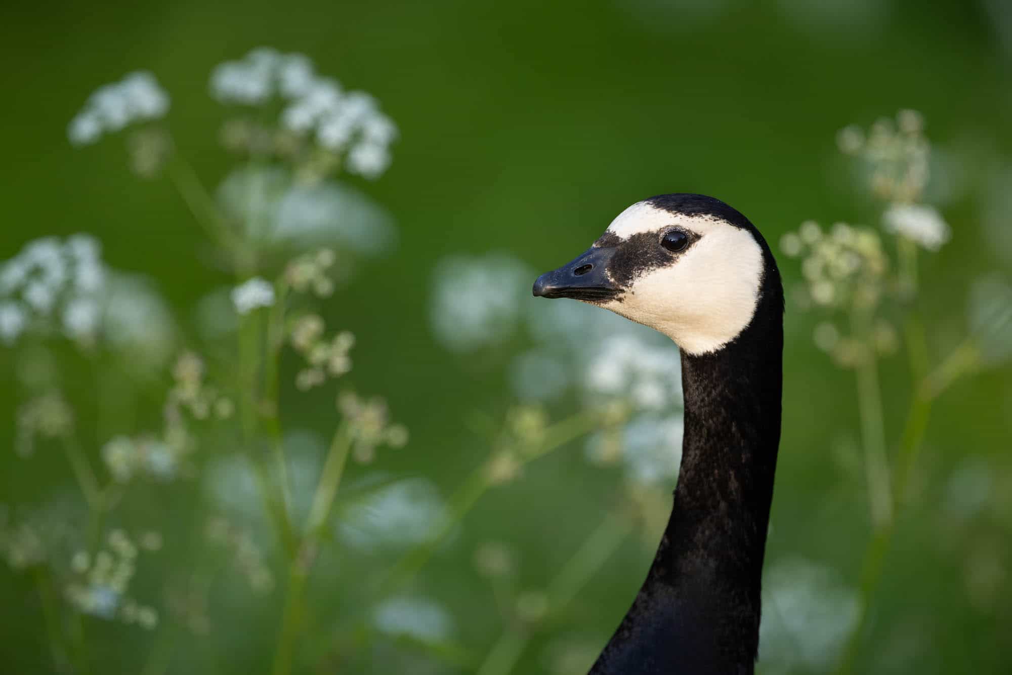 Barnacle Goose (valkoposkihanhi)