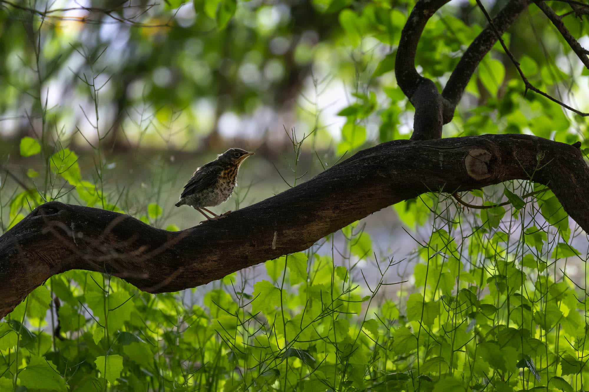 Fieldfare (räkättirastas)