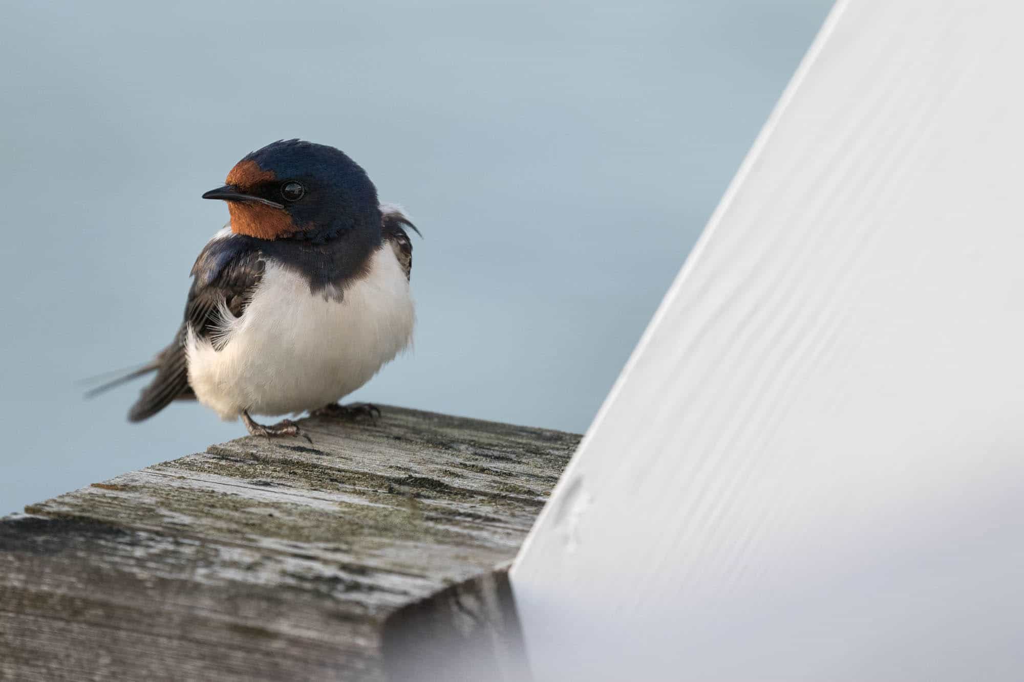 Barn Swallow (haarapääsky)