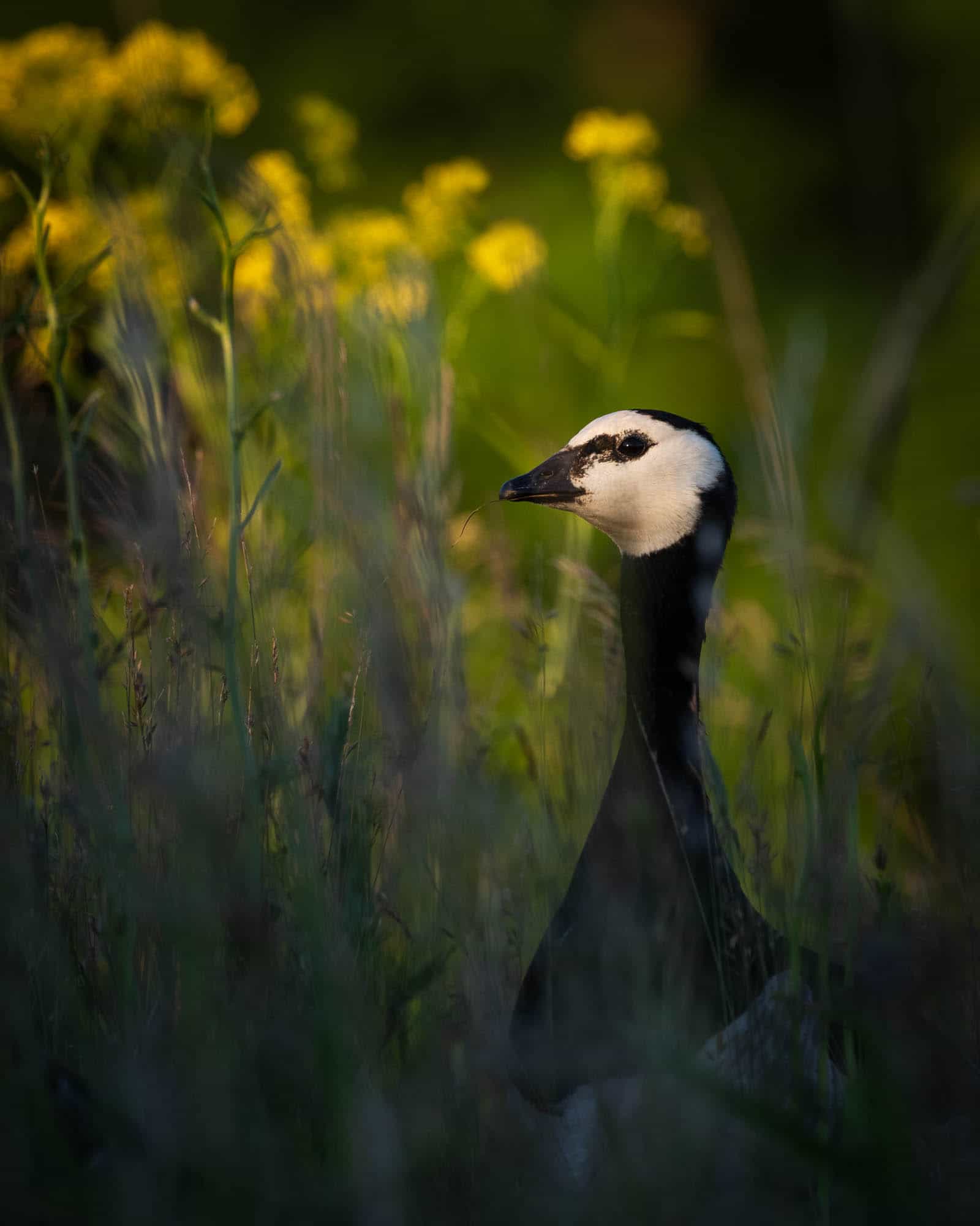 Portrait of a Barnacle Goose in Helsinki