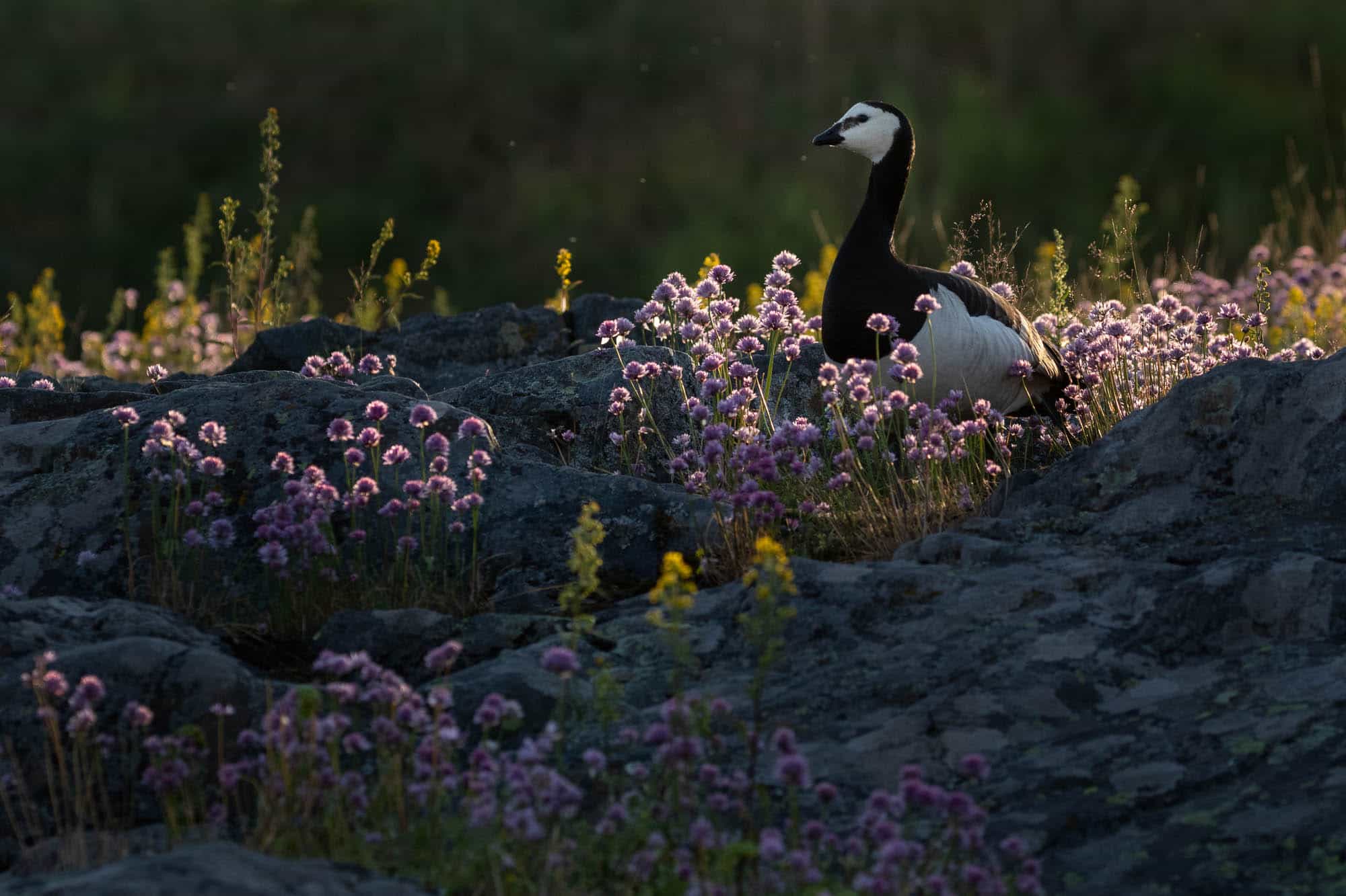 Barnacle Goose (valkoposkihanhi)