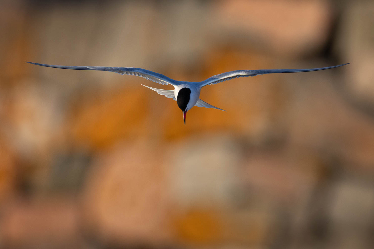 Common Tern (kalatiira)