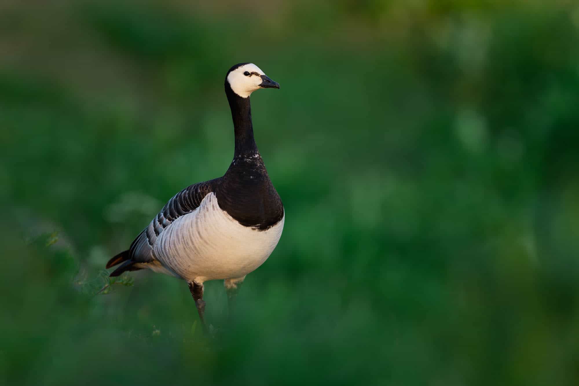 Barnacle Goose (valkoposkihanhi)