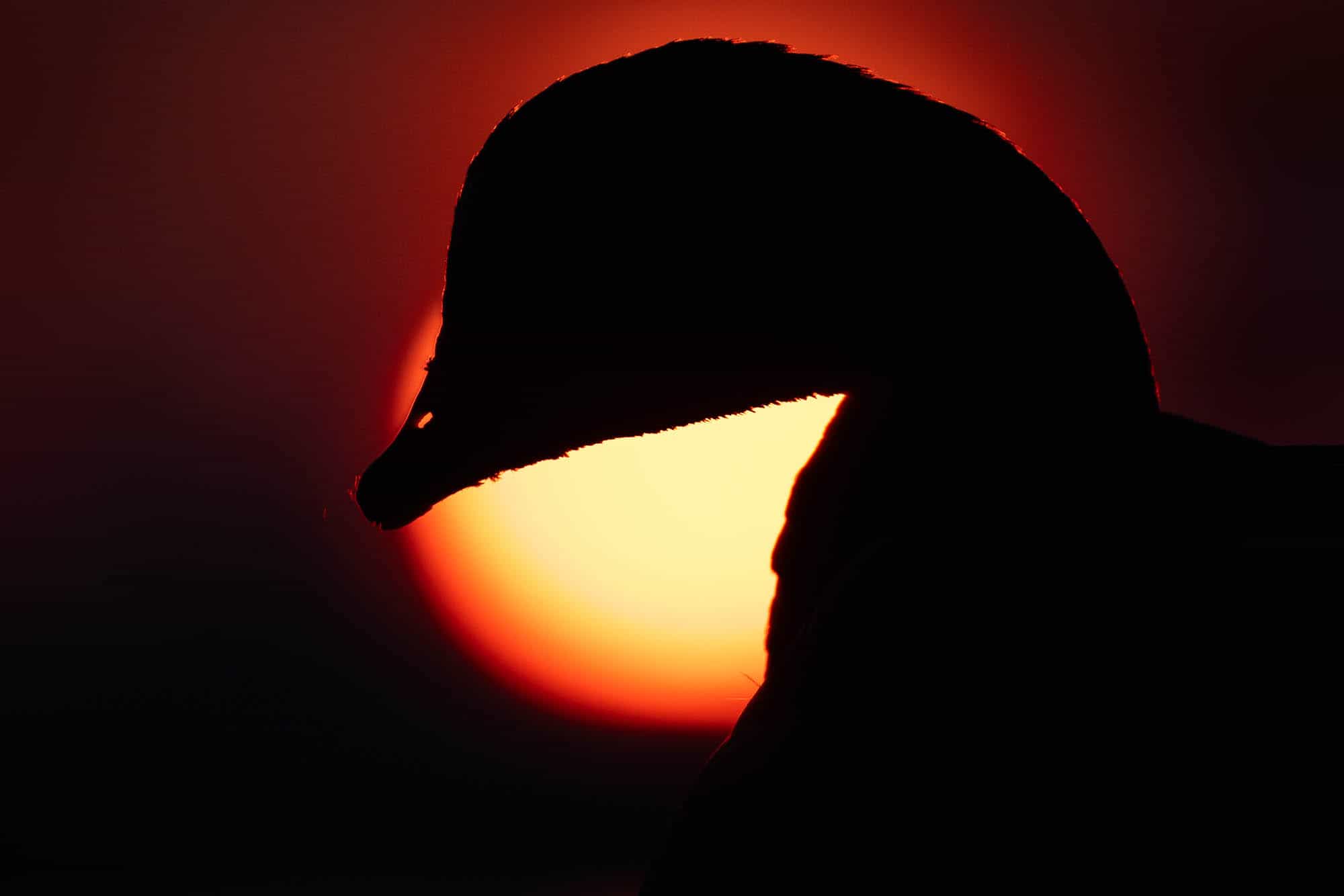 Barnacle Goose (valkoposkihanhi)