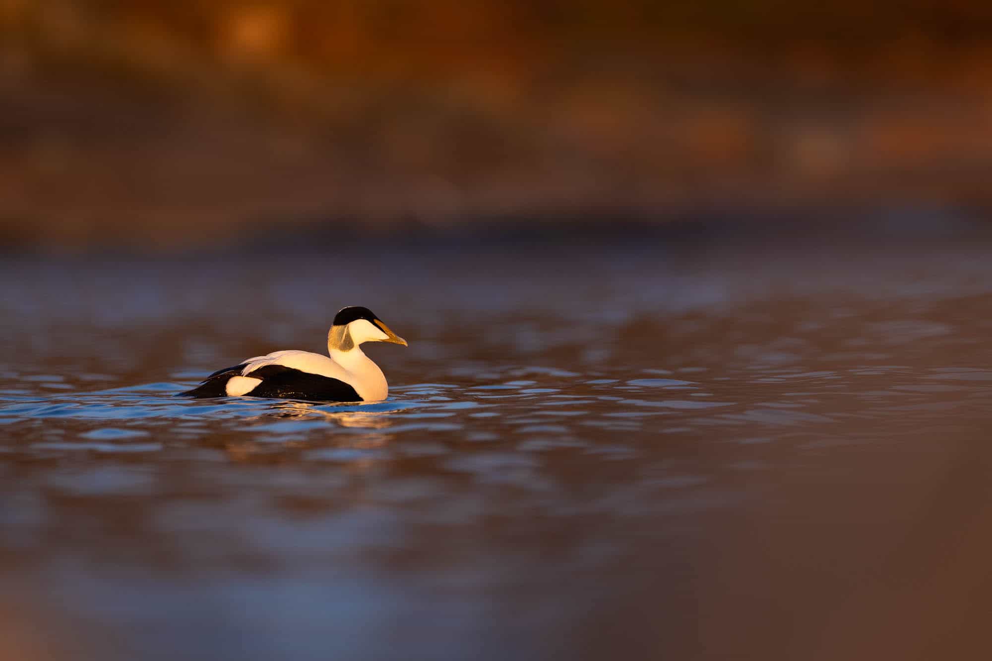 Common Eider (haahka)
