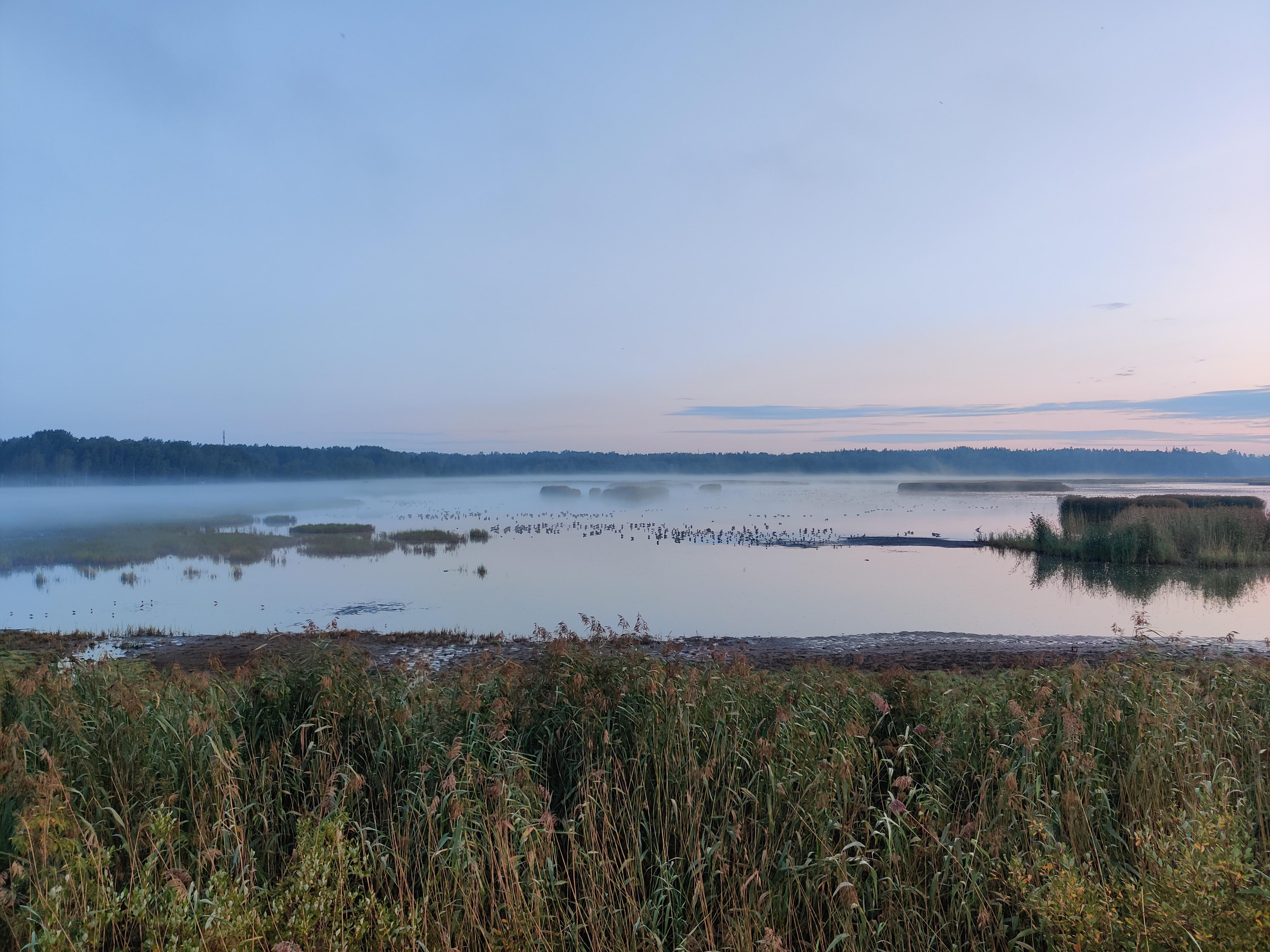 Wetlands in Helsinki at dawn