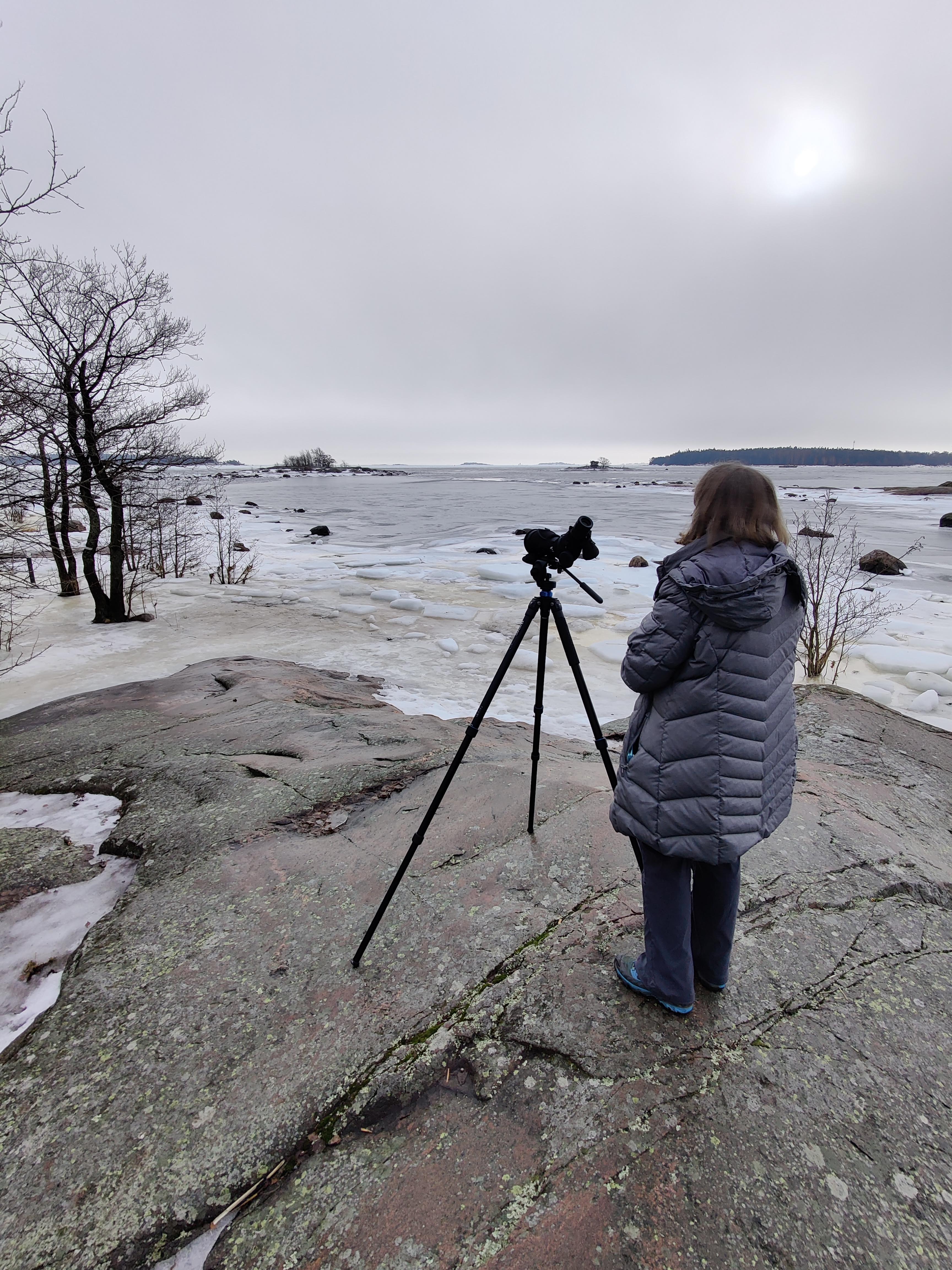 Coastal birding in Helsinki in early spring, with the sea ice starting to break up