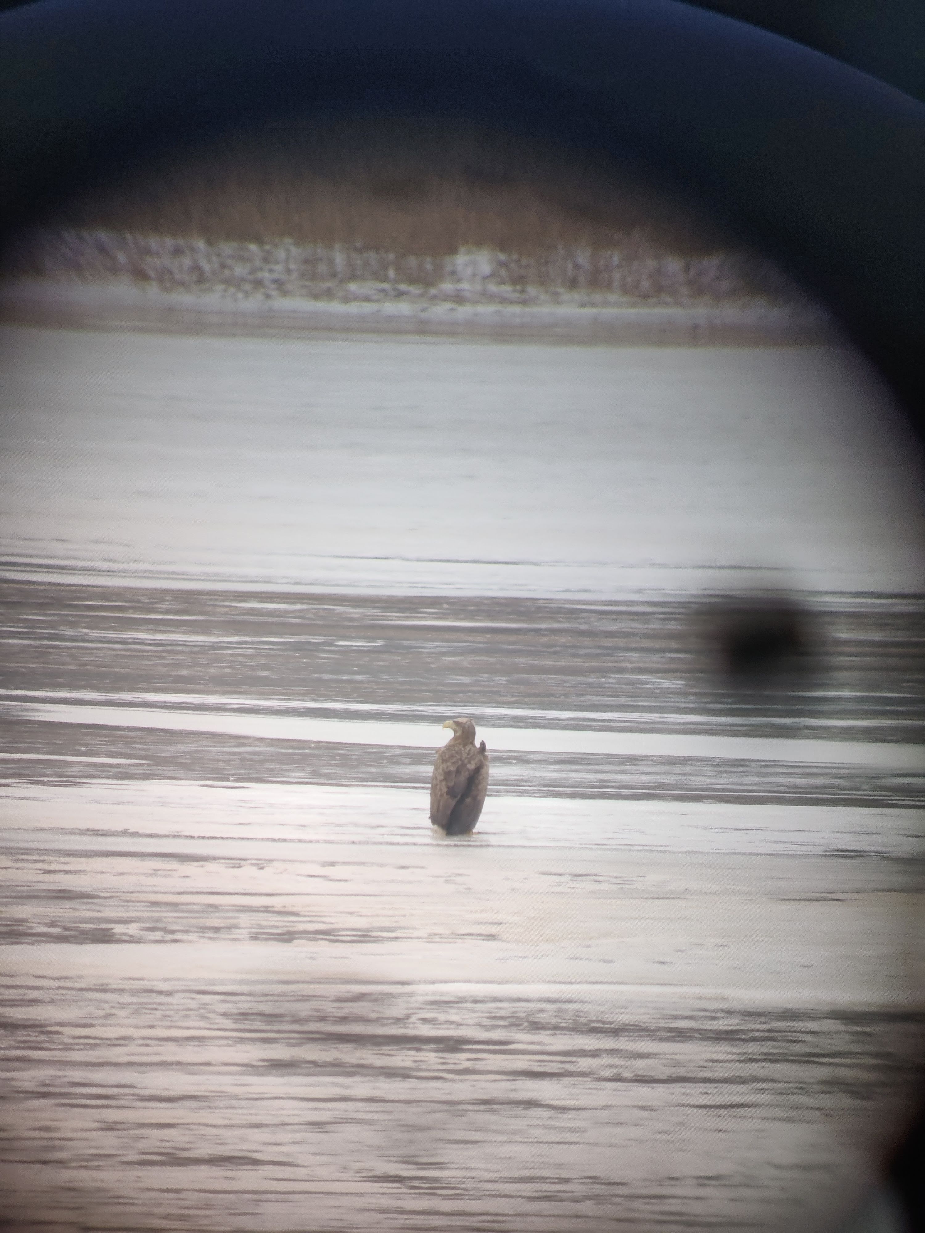 White-tailed Eagle (merikotka)