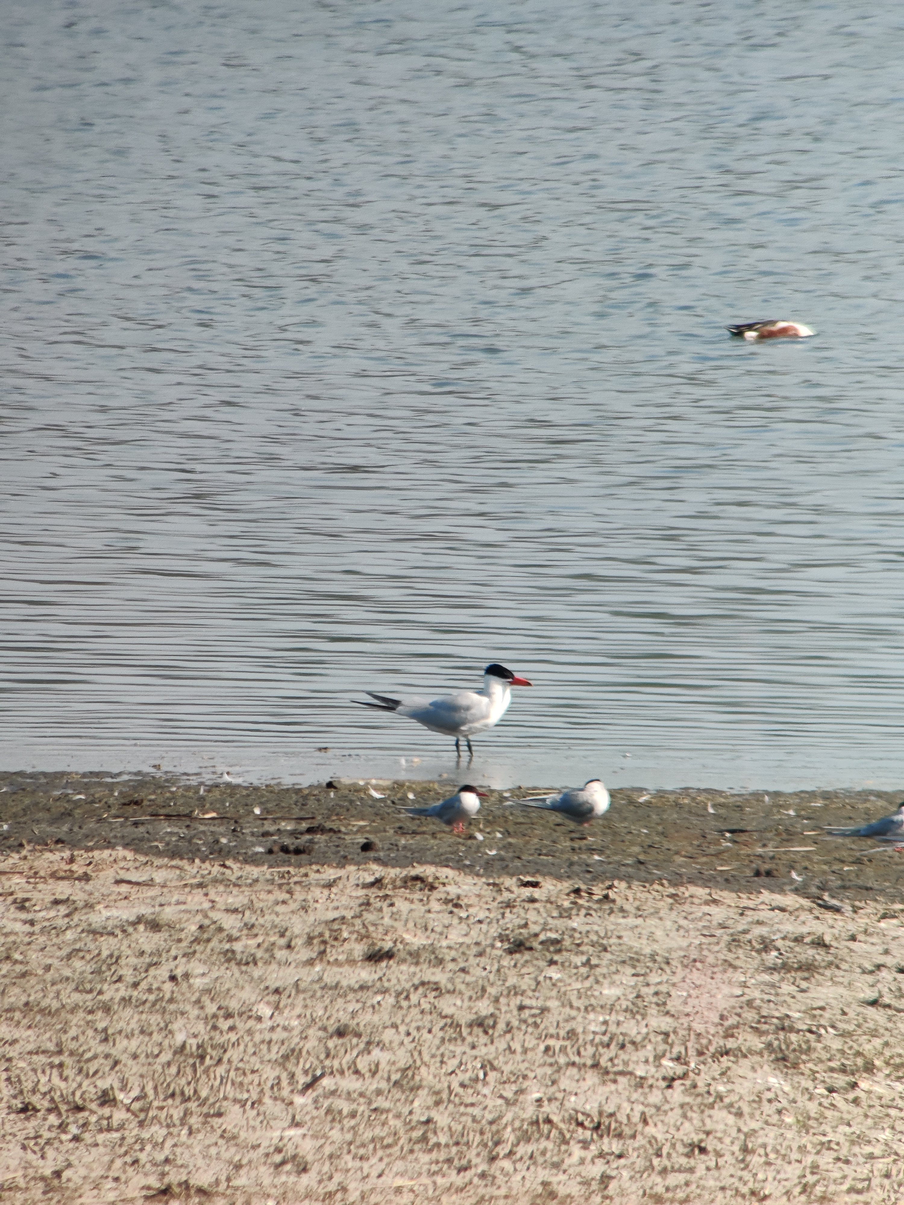 Caspian Tern, Arctic Terns and Northern Shoveler