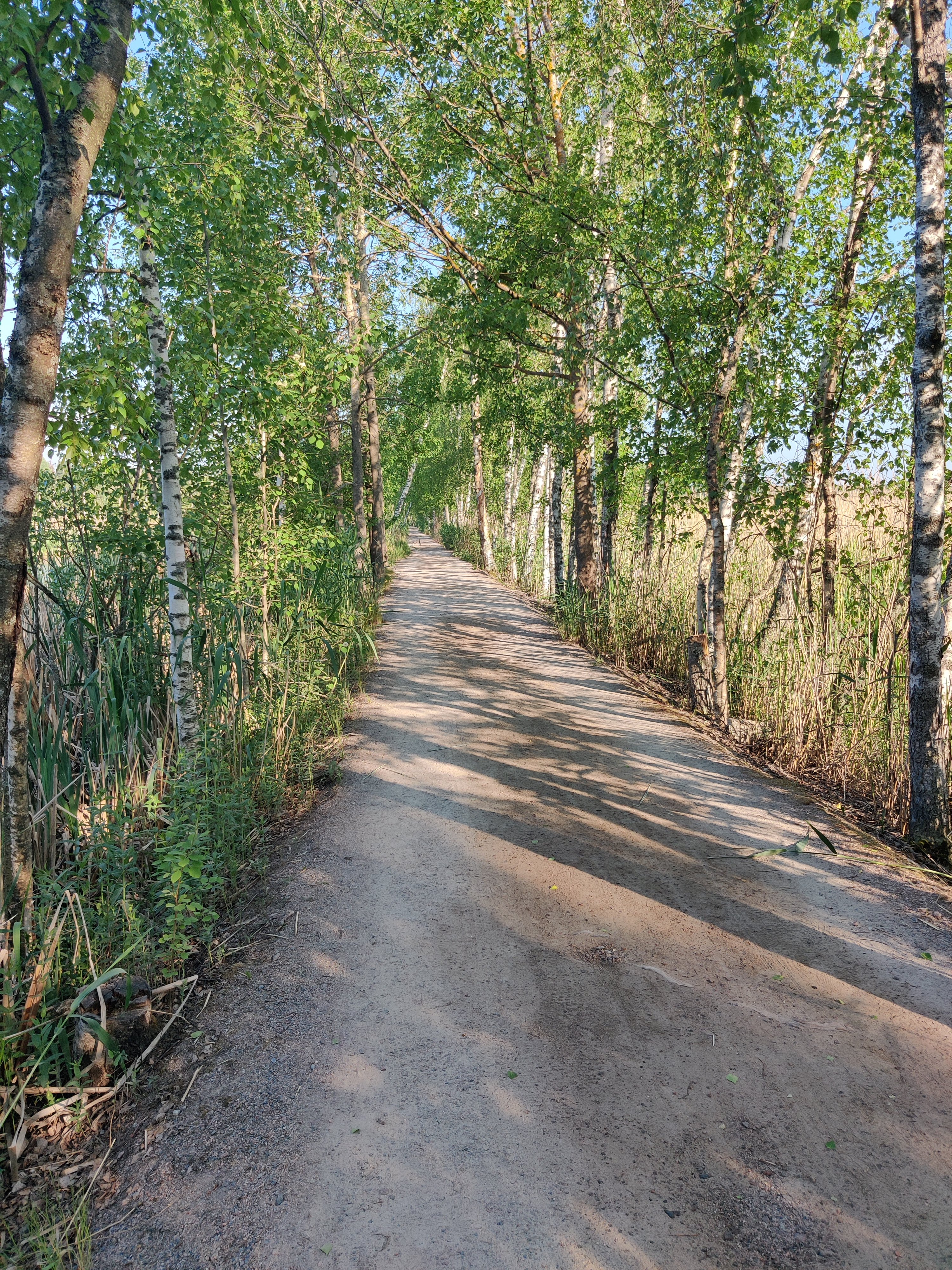 This alley surrounded by birches always attracts a lot of birds!