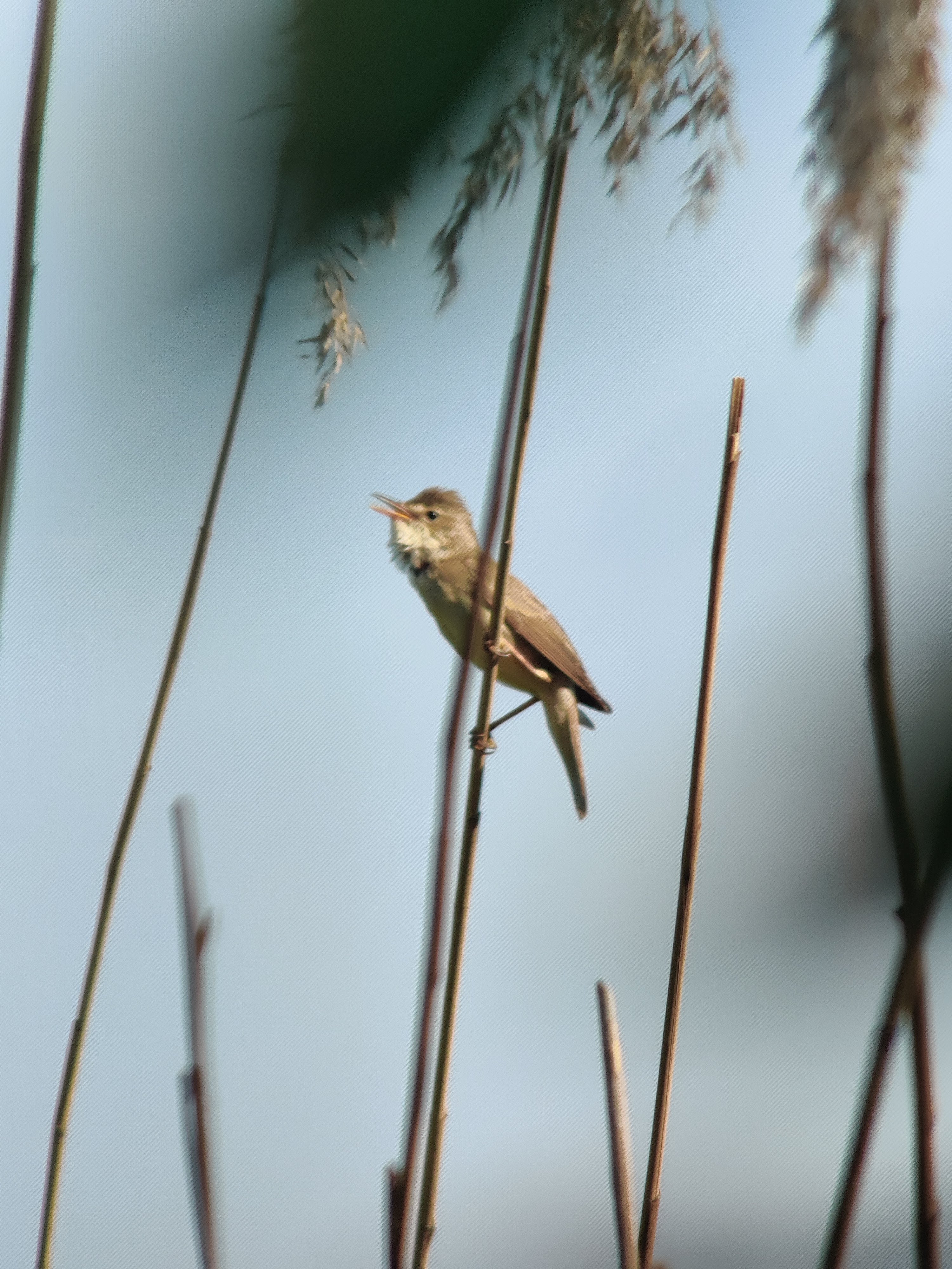 Marsh Warbler (luhtakerttunen)