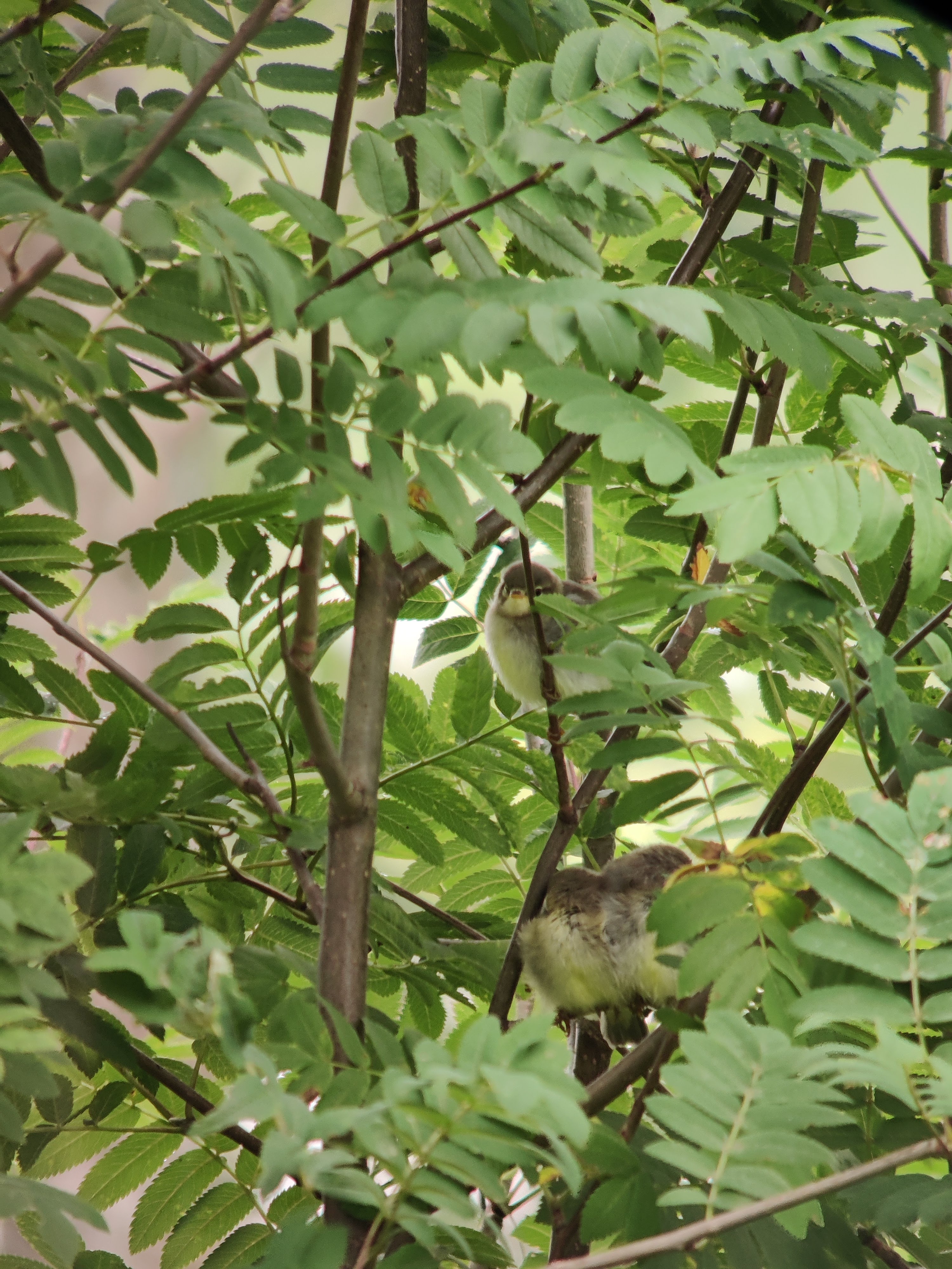 Baby Willow Warblers (pajulintu)