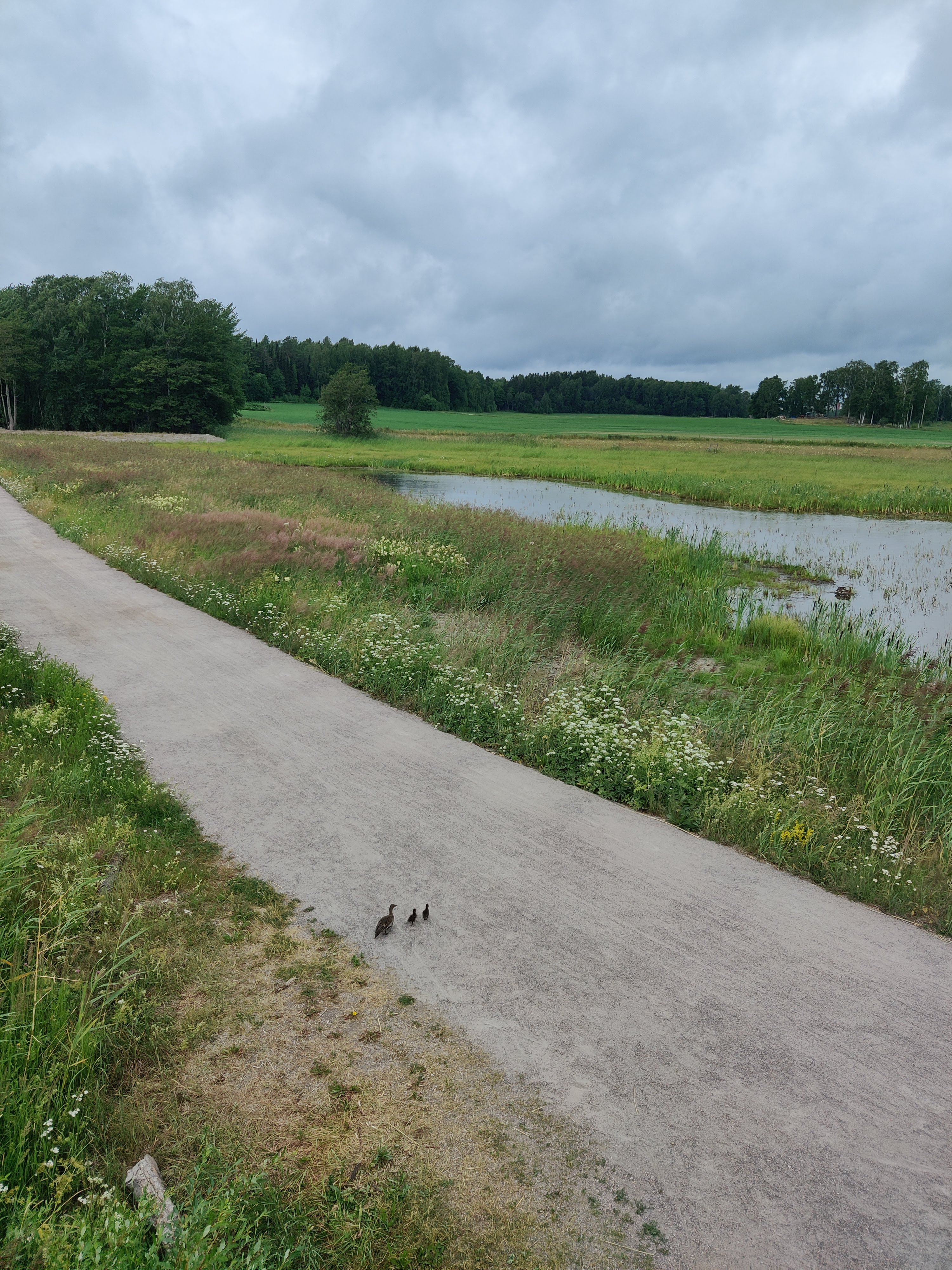 Eurasian Wigeon family crossing the path