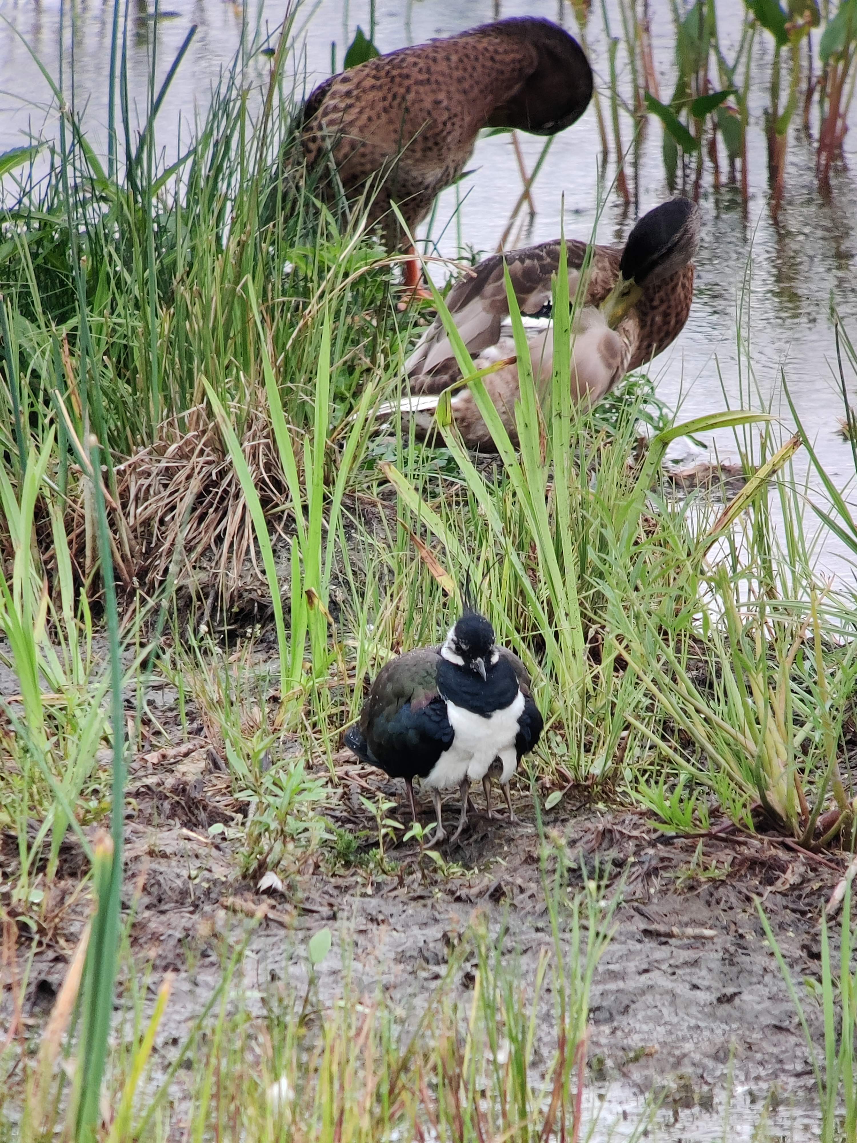 Northern Lapwing sheltering babies, and Mallards