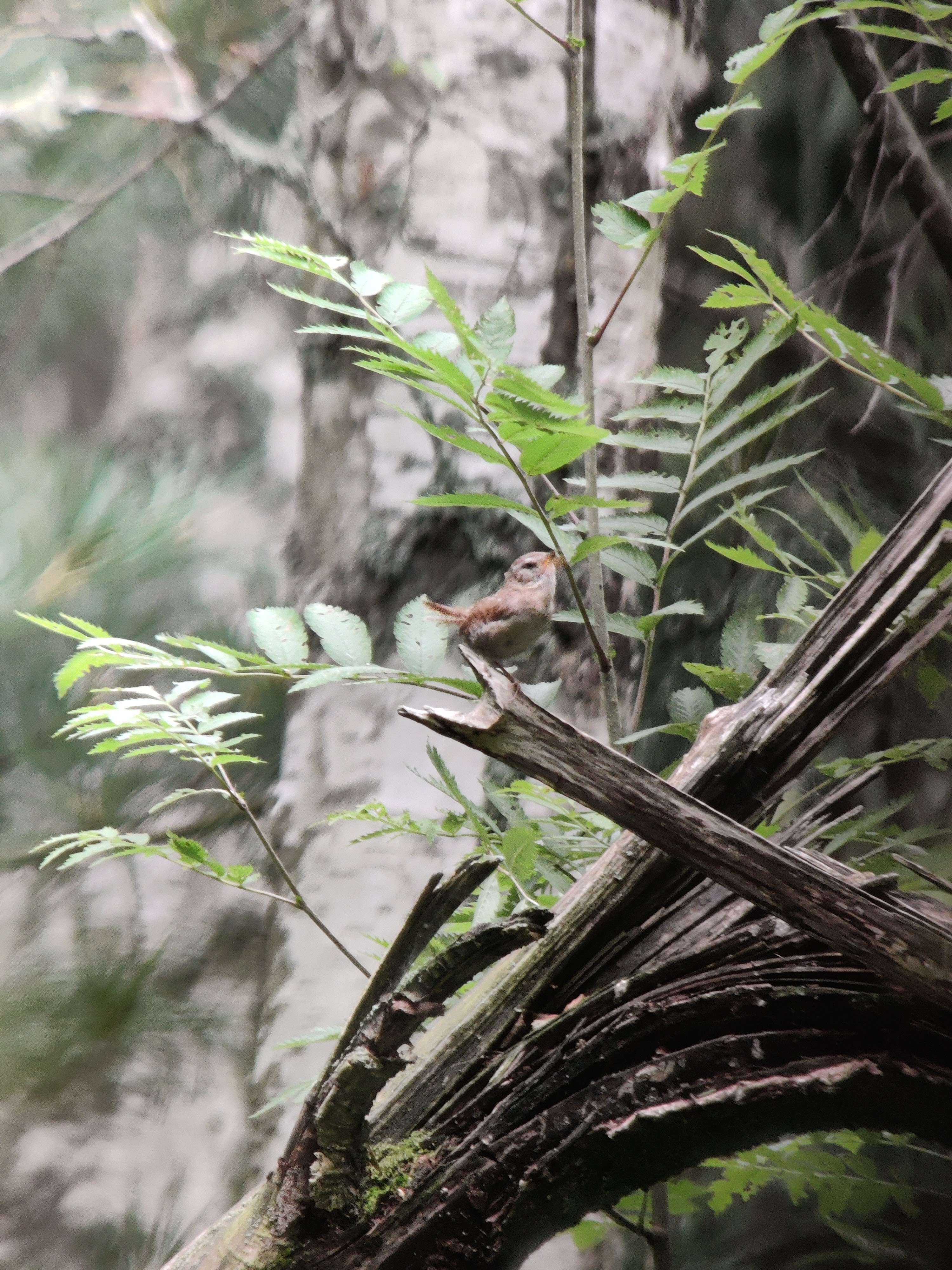 Eurasian Wren (peukaloinen) in full song