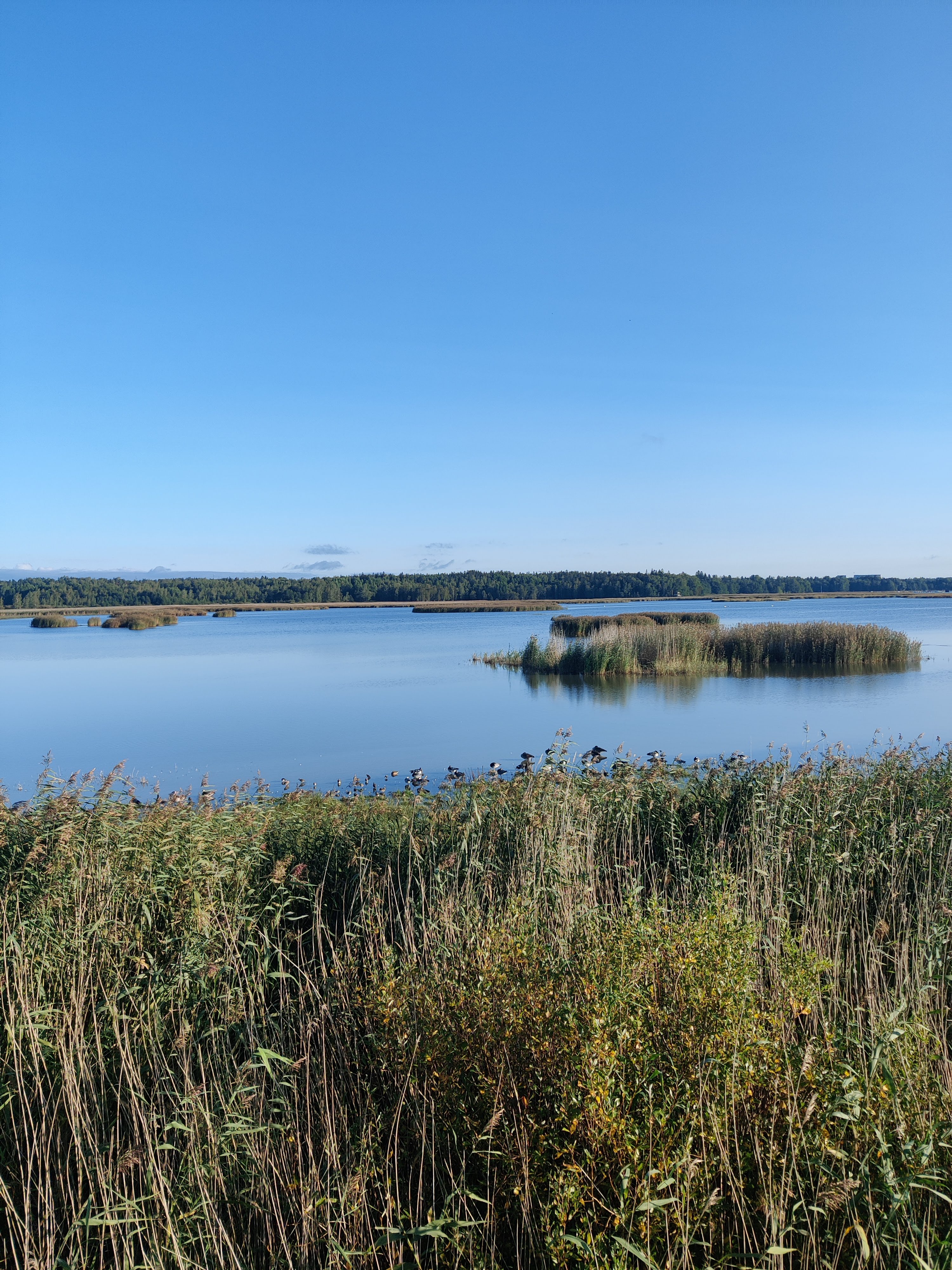 Wetlands in Helsinki