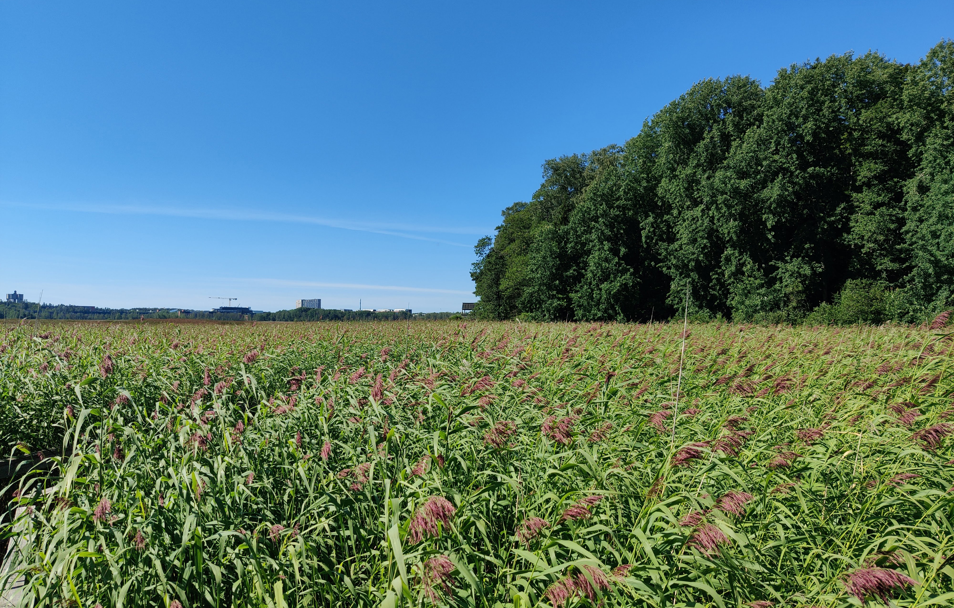 Reedbed under a bright blue sky, in a nature reserve of Helsinki