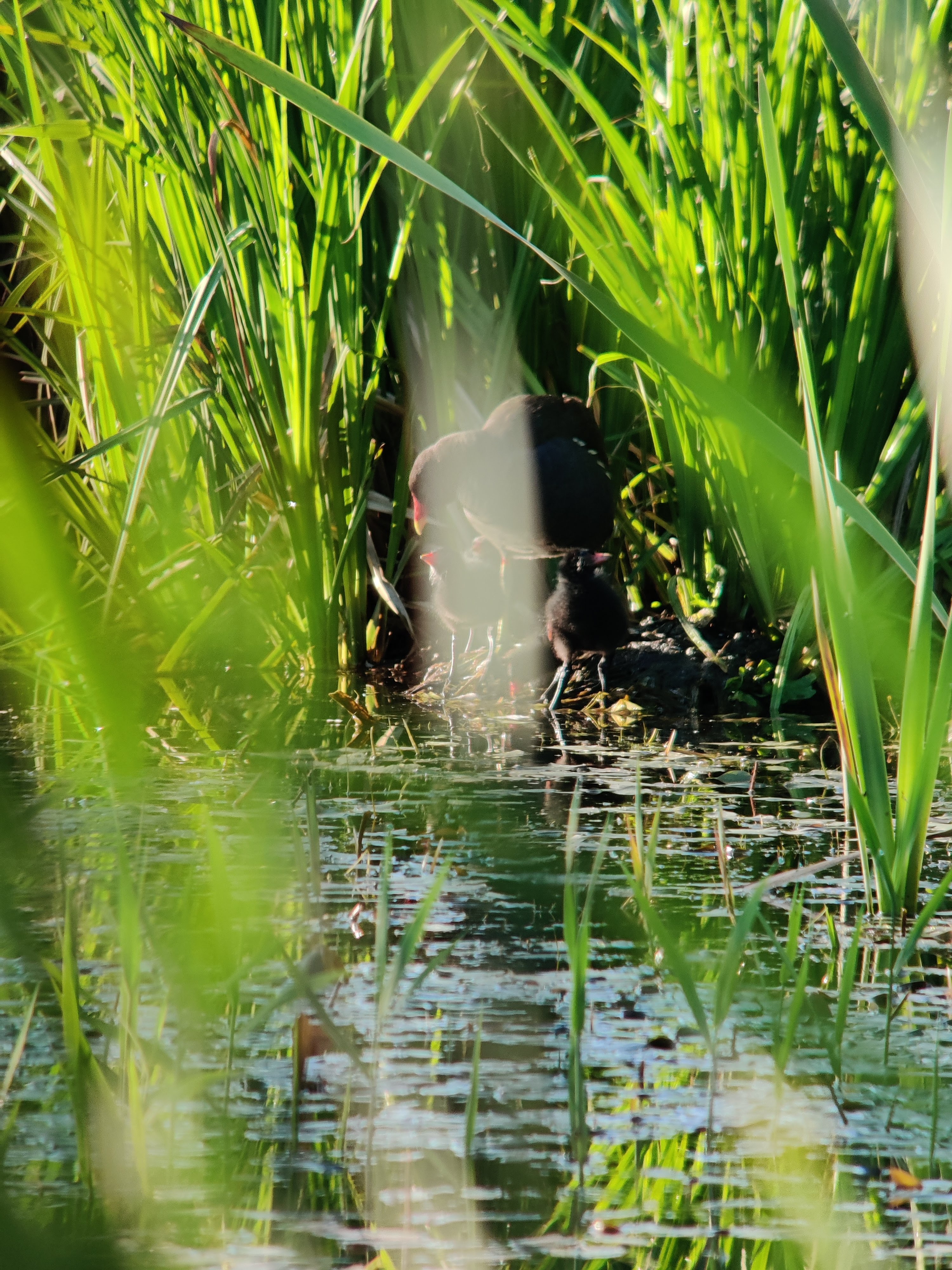 Common Moorhen (liejukana) family