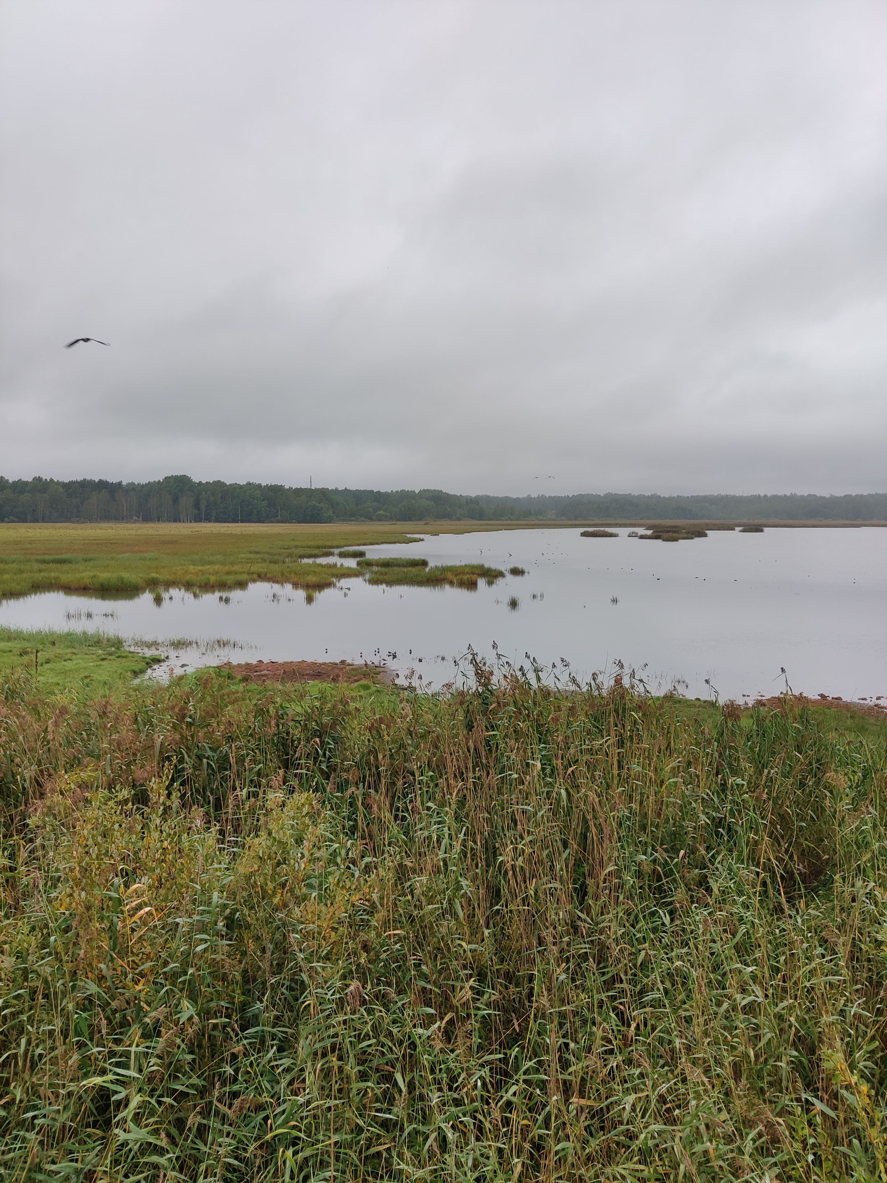 Flooded mudflats and moody skies