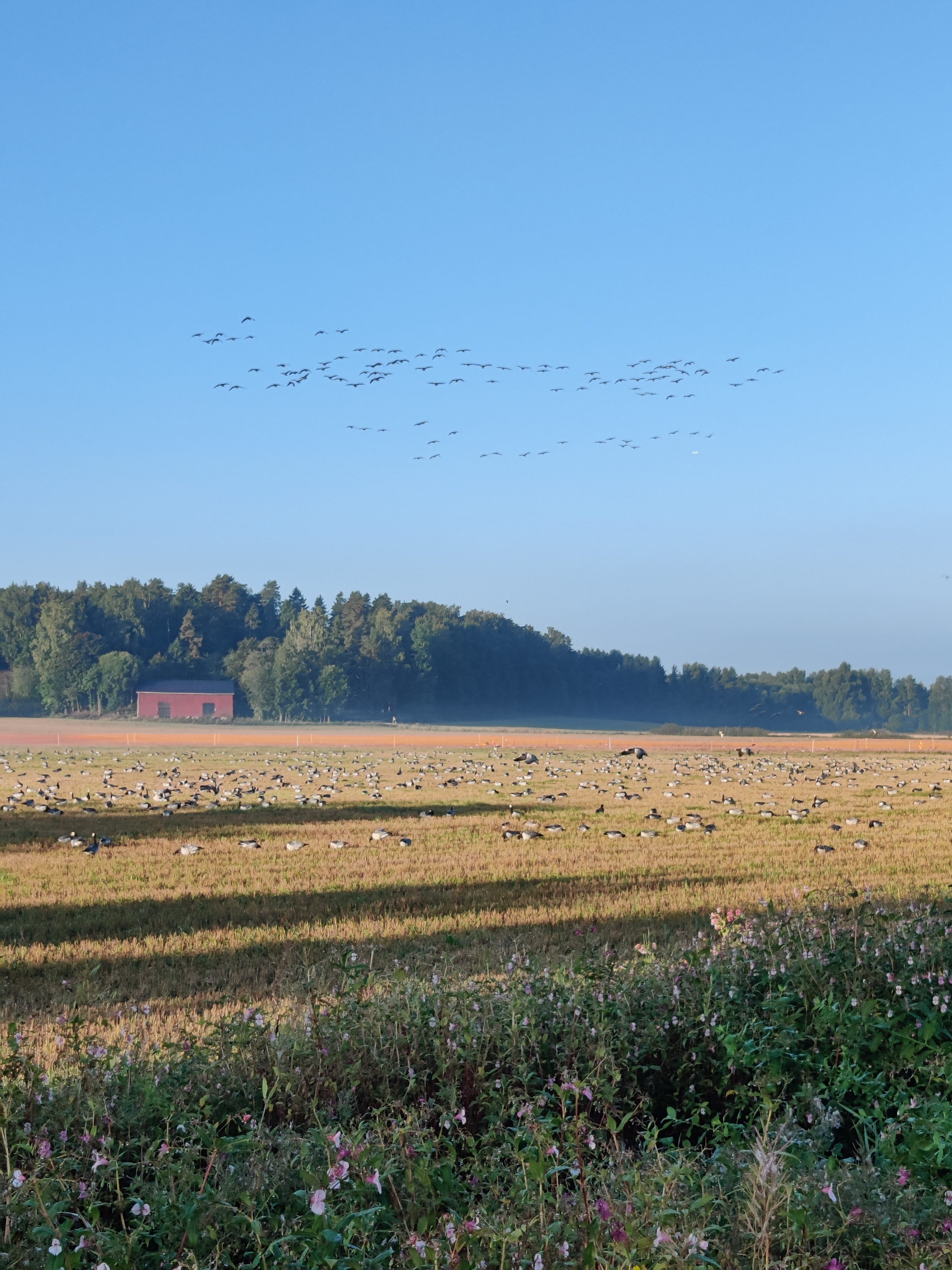 Barnacle Geese on the stubble fields of Viikki