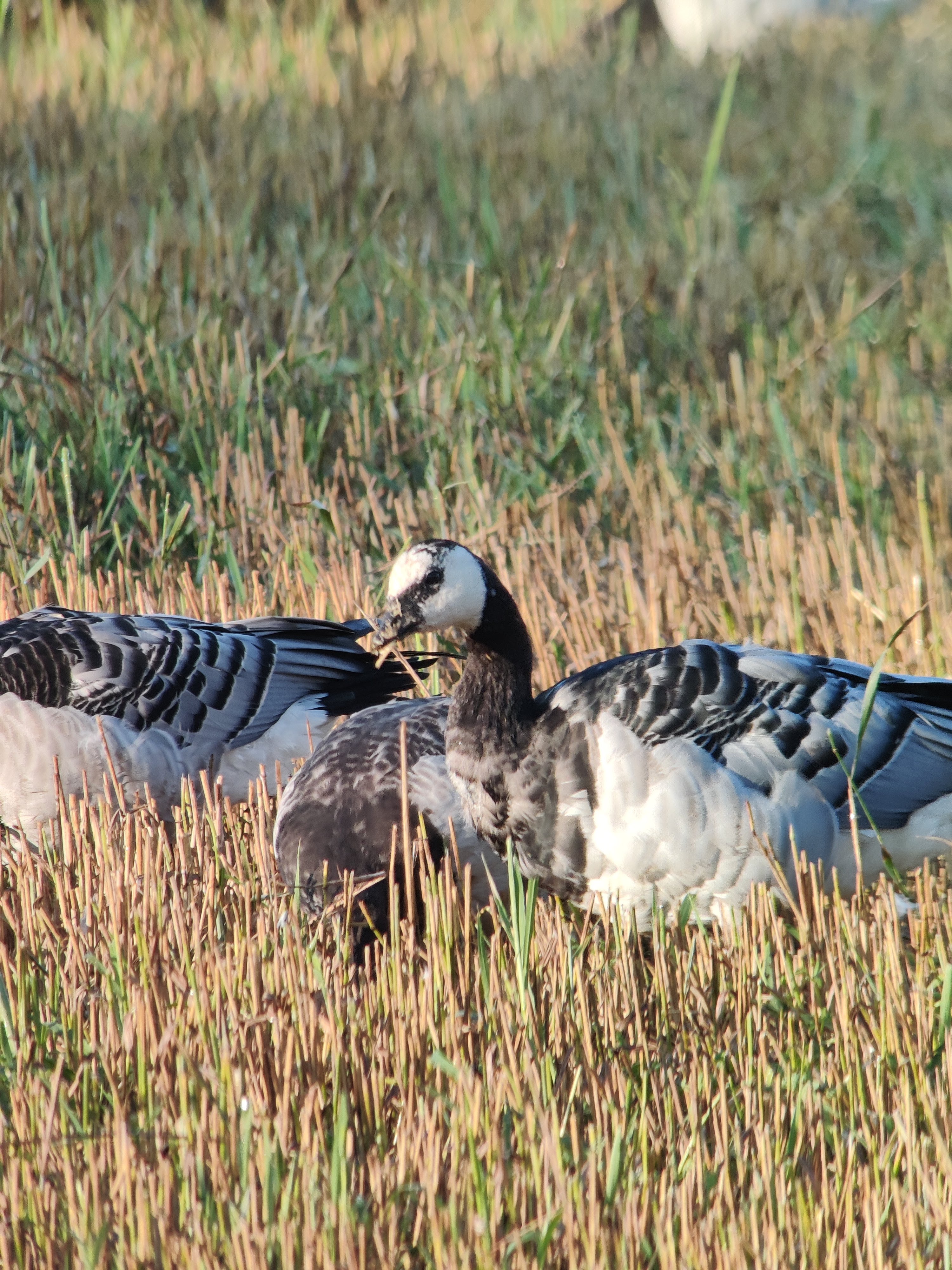 Barnacle Goose (valkoposkihanhi)