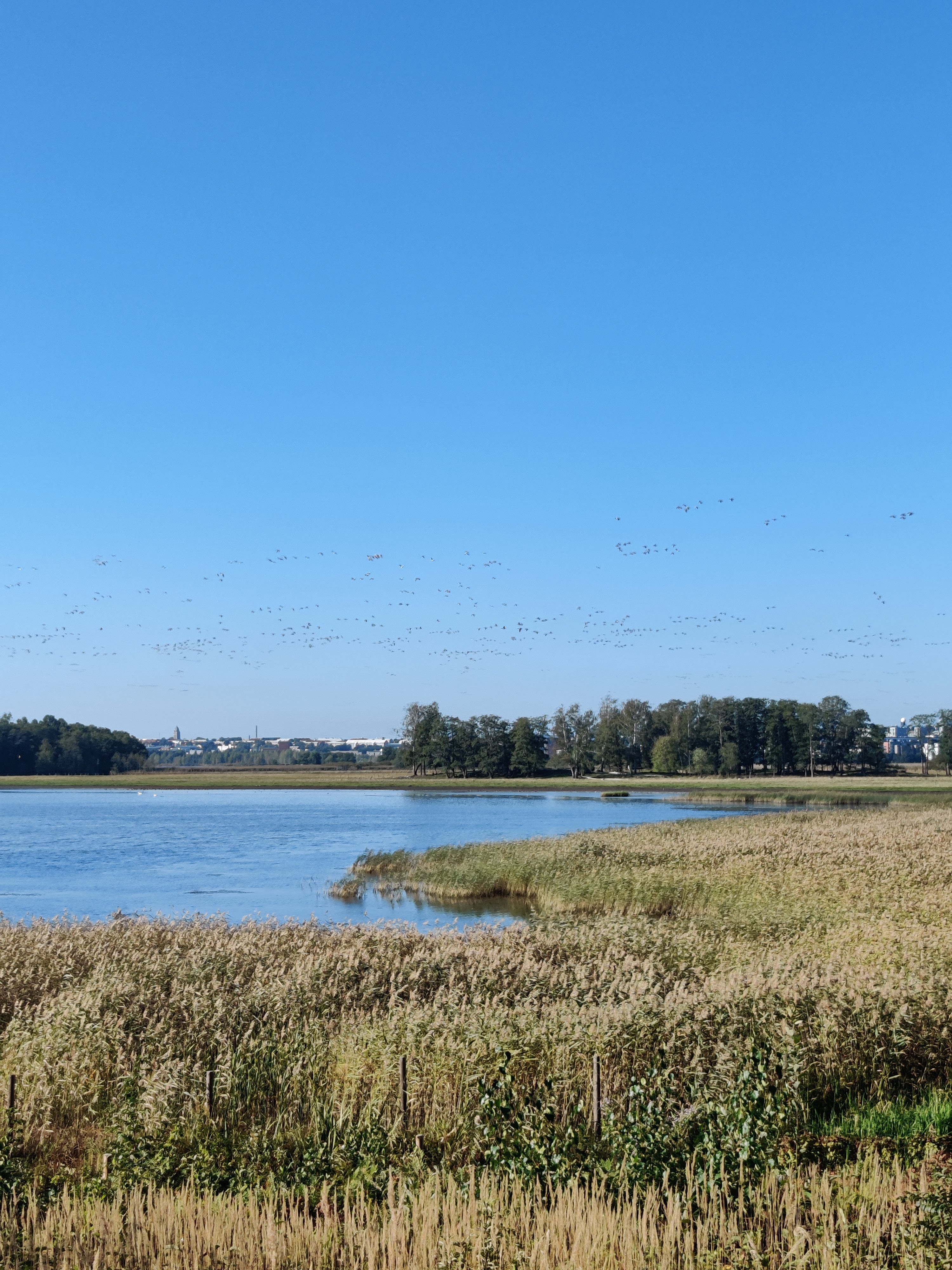 Thousands of Barnacle Geese flying above our heads was a sight to behold!